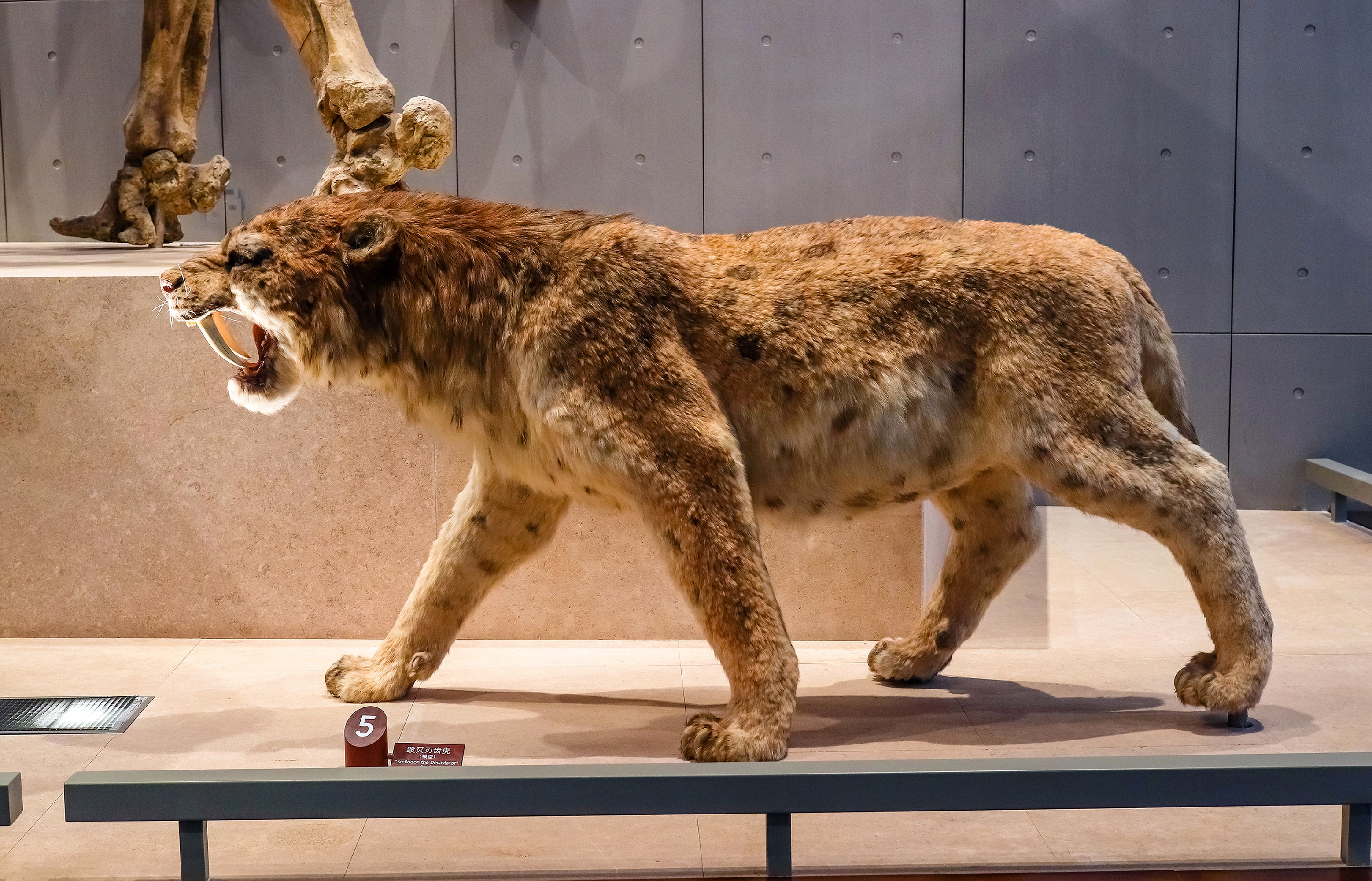 Well-Preserved, Prehistoric Saber-Toothed Kitten Discovered In Siberia ...