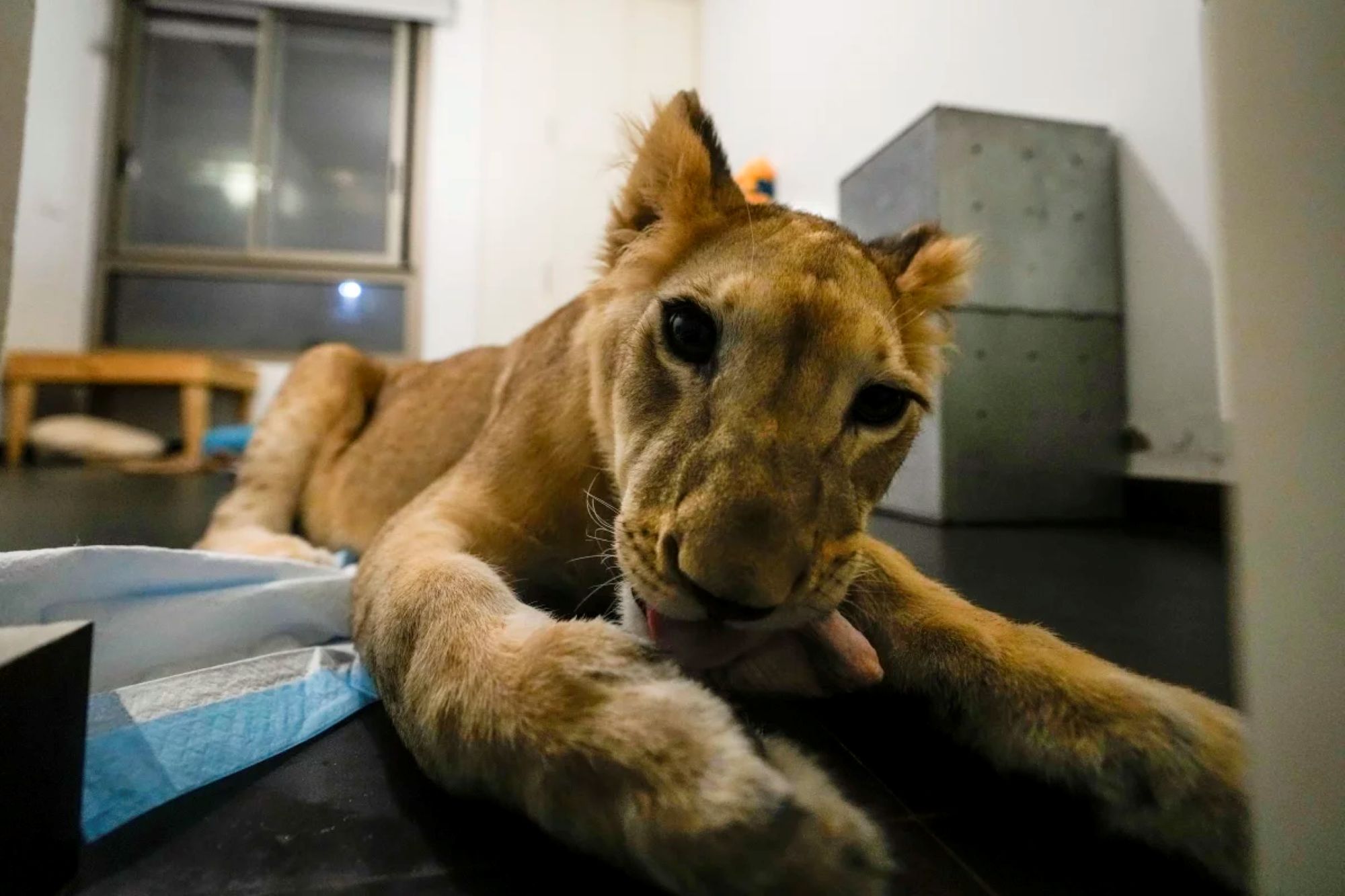 Sara, the lion cub in Beirut apartment after her rescue by Animals of Lebanon - Image credit - Hassan Ammar, AP