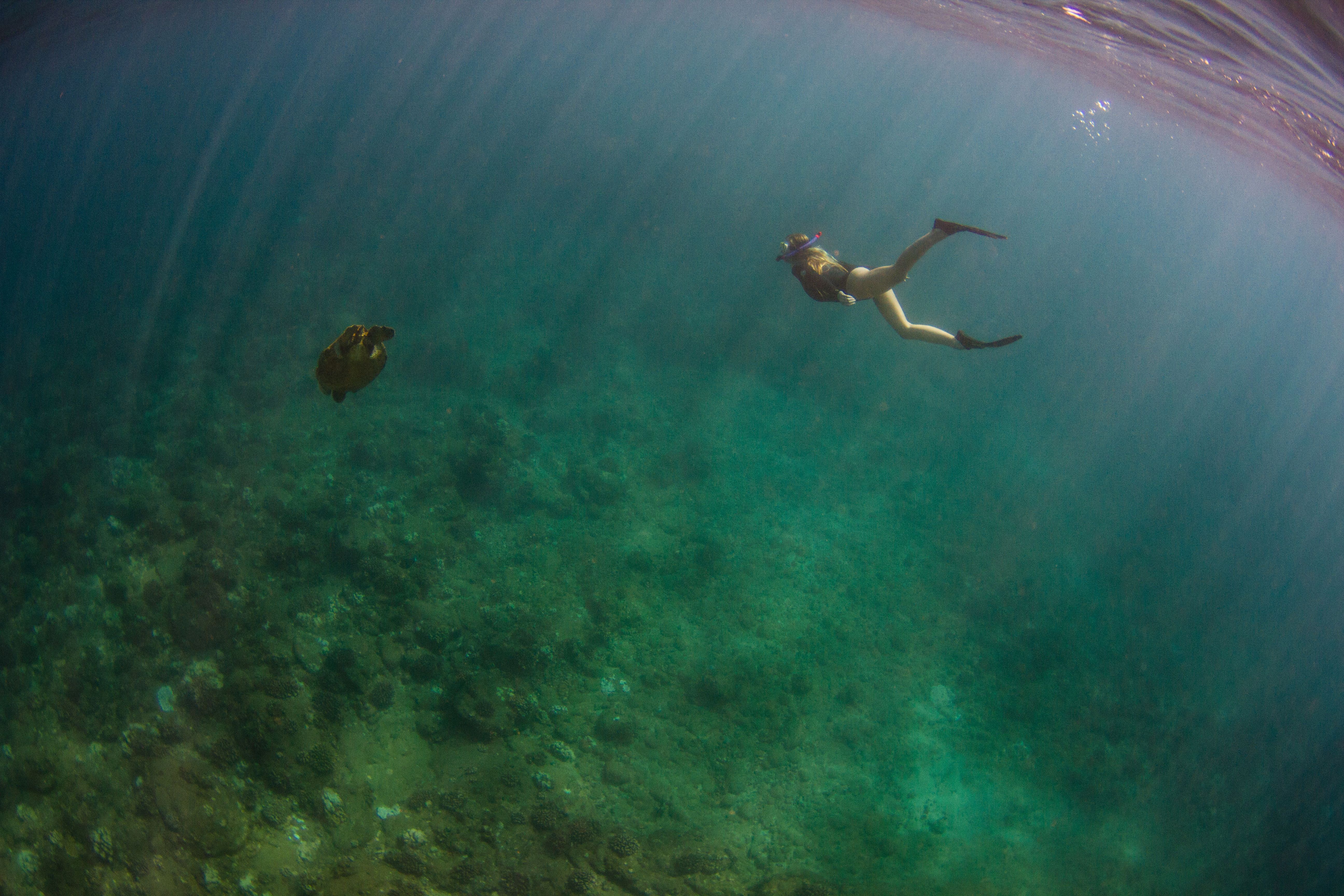 Diver dives down into the depths of the teal colored pacific ocean off the coast of kauai hawaii with mask and fins to examine the coral reef below