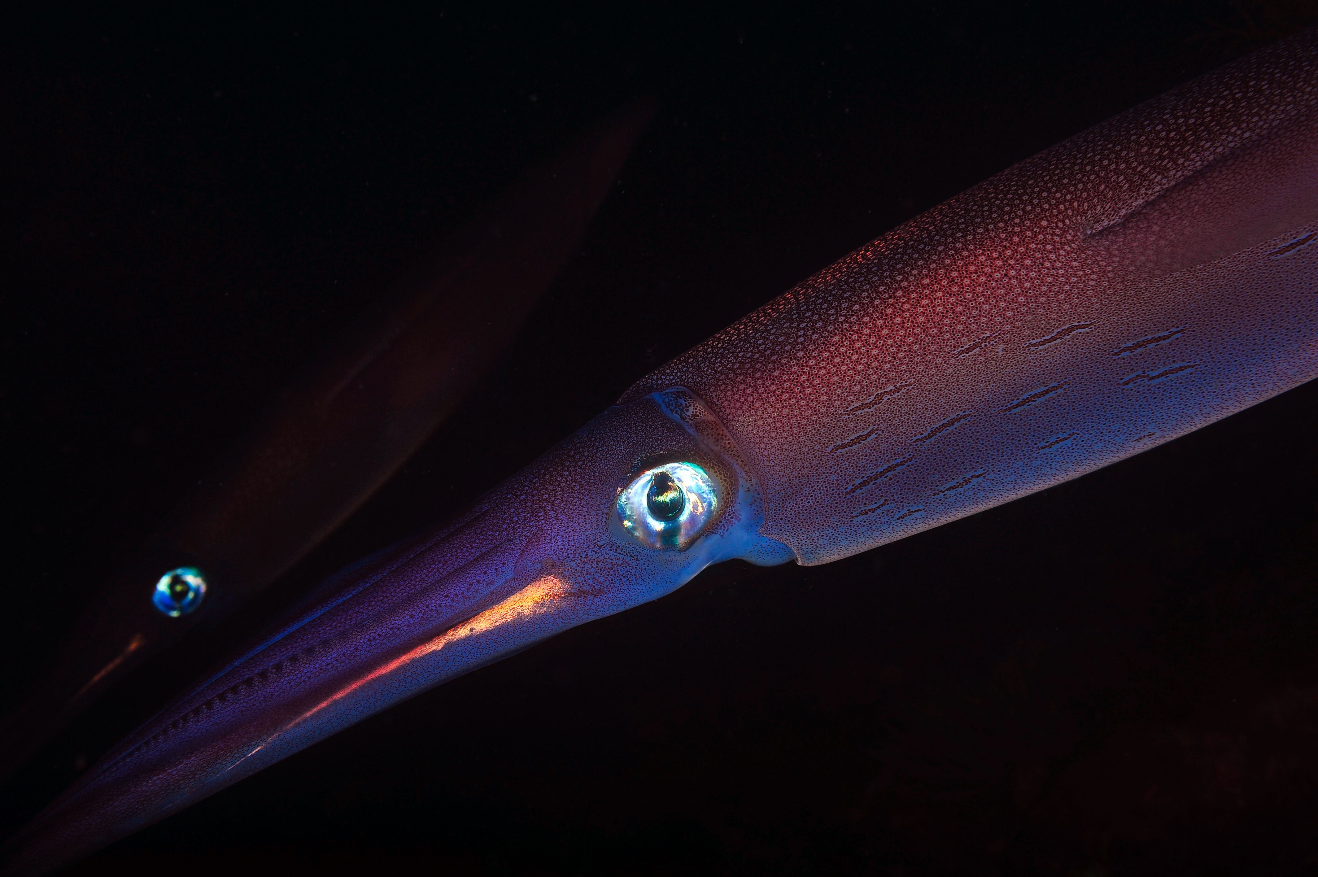 Squid -cumi giant