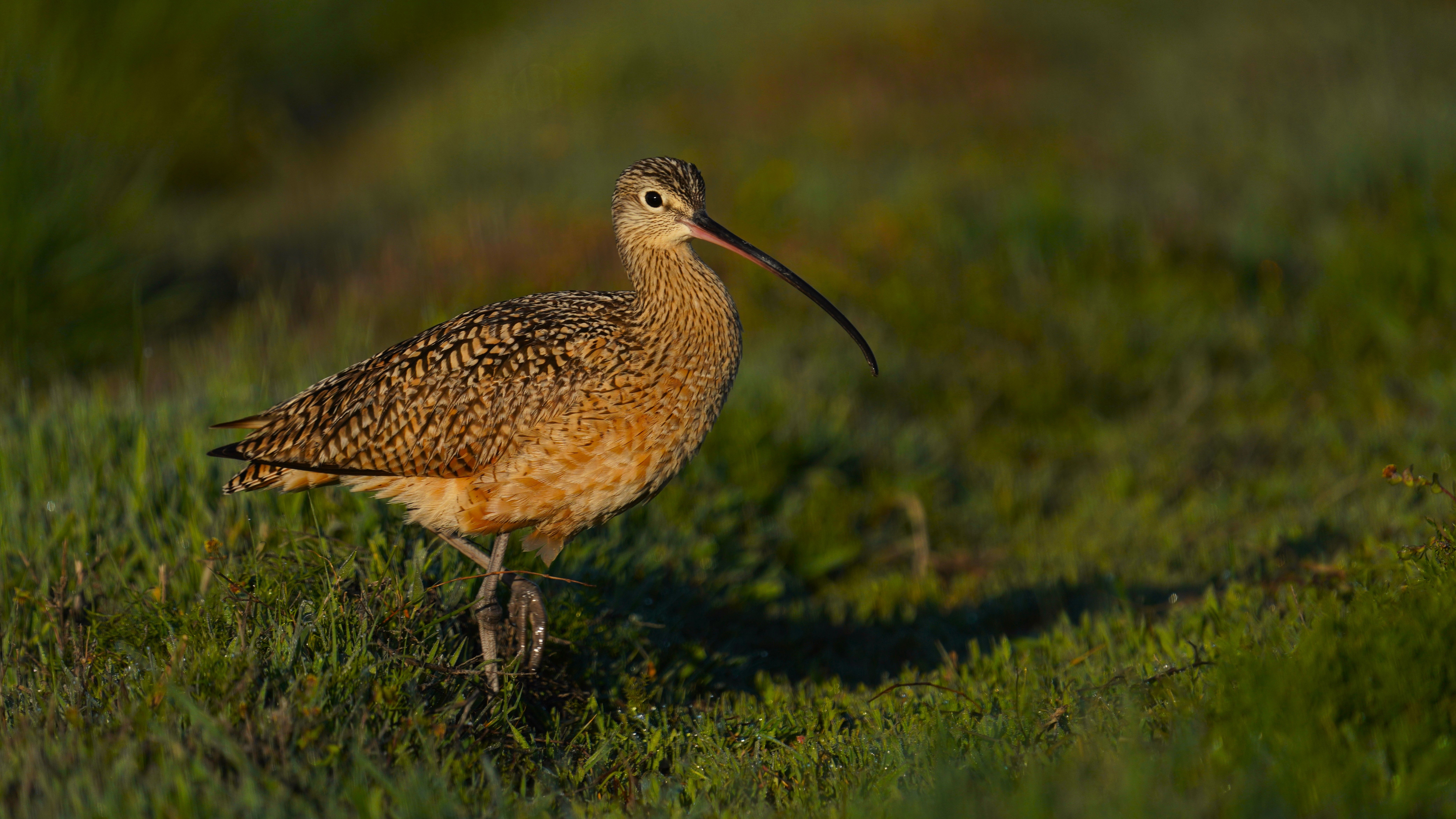 Slender-billed Curlew