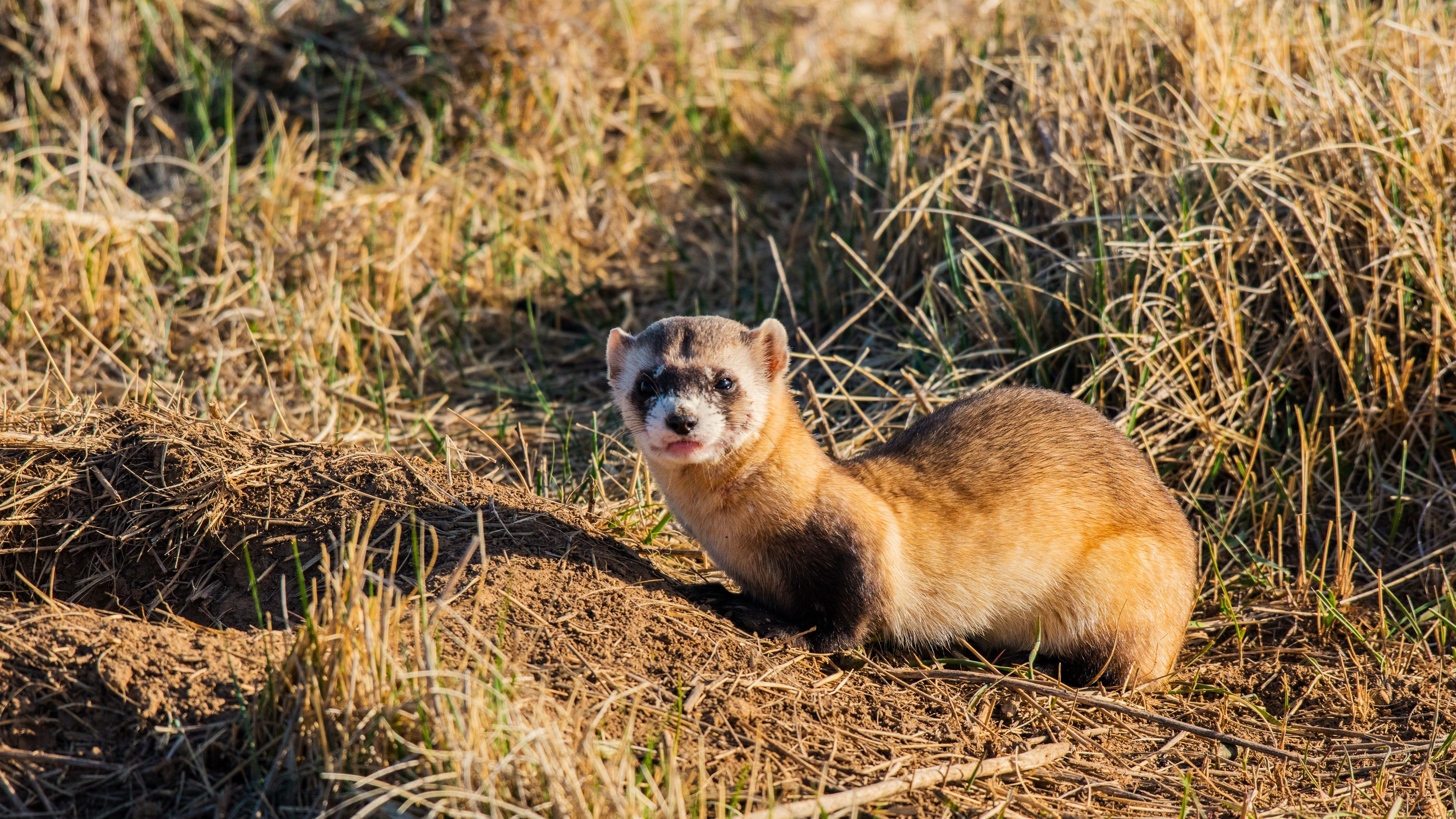 Black-Footed Ferret