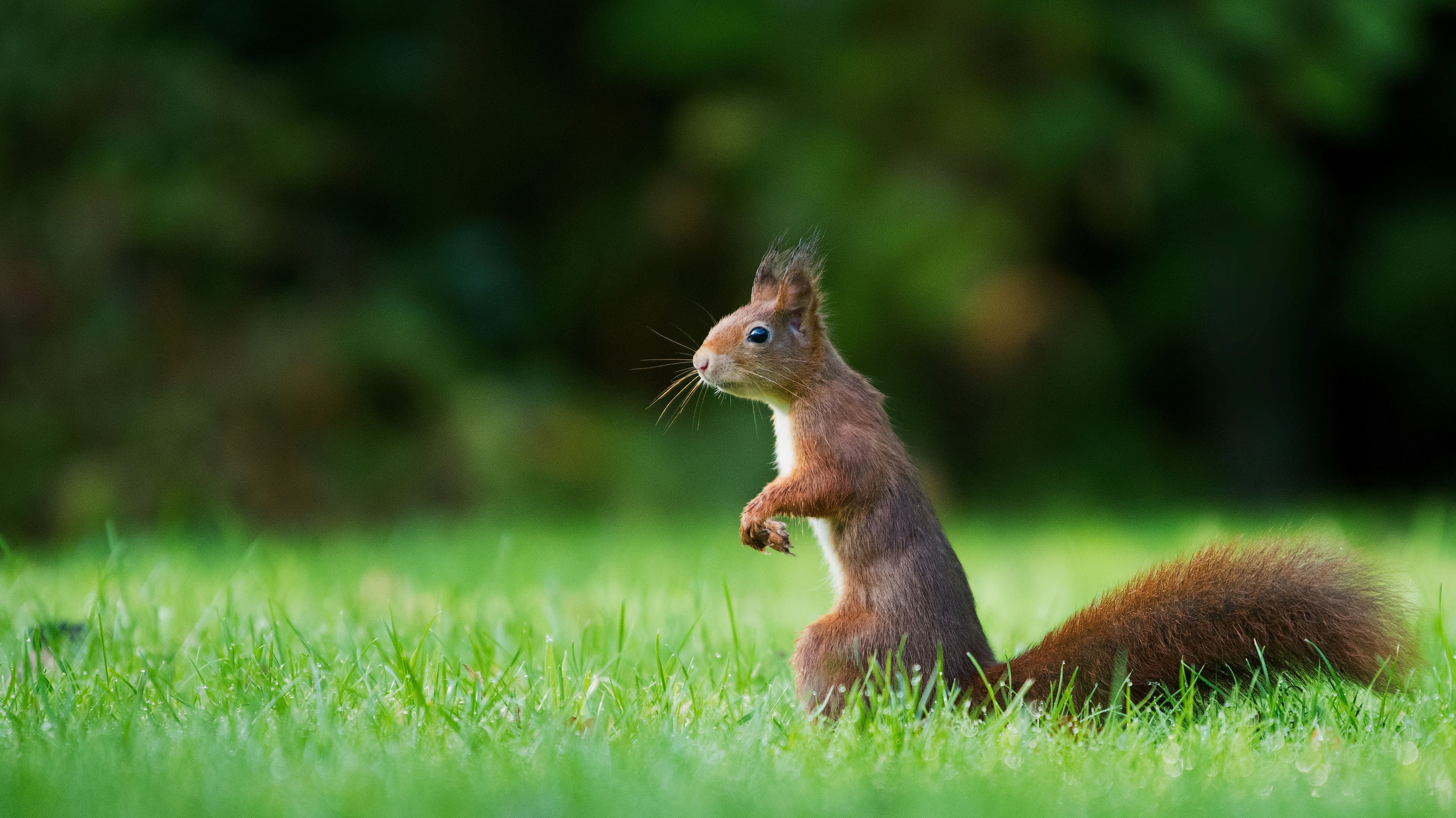 Squirrel in grass