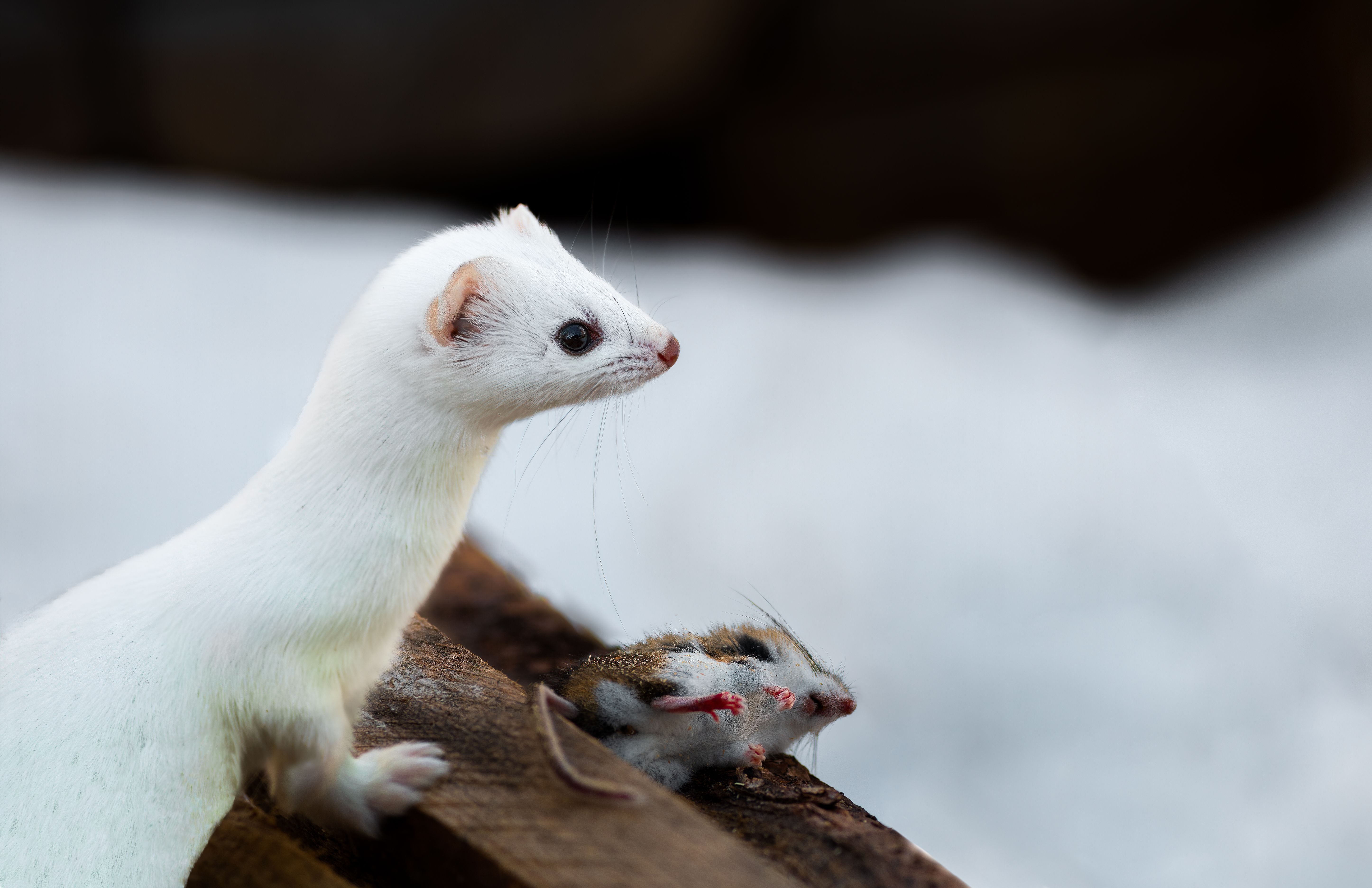 Stoat with winter coat captures field mouse