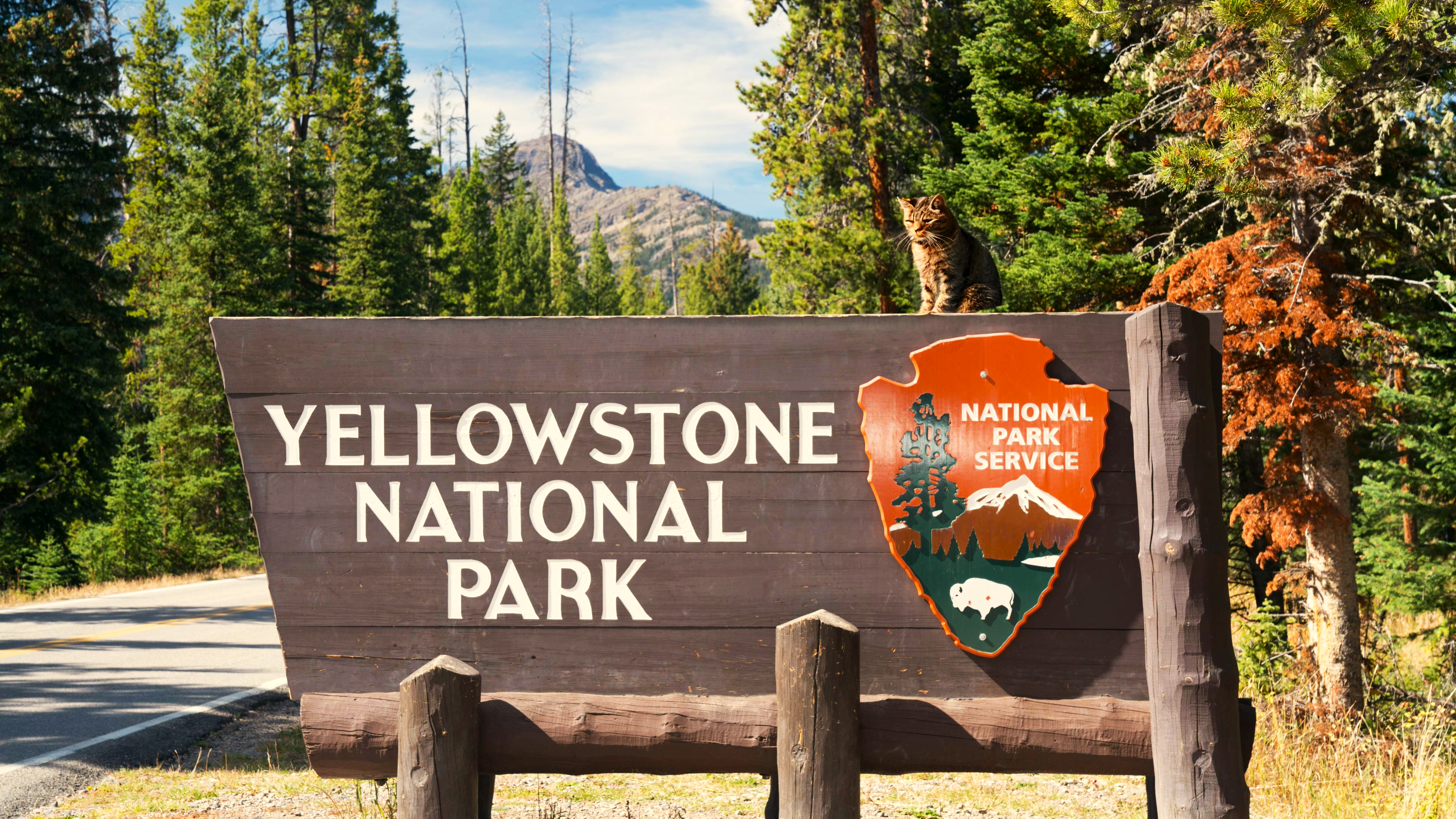Cat at Yellowstone National Park