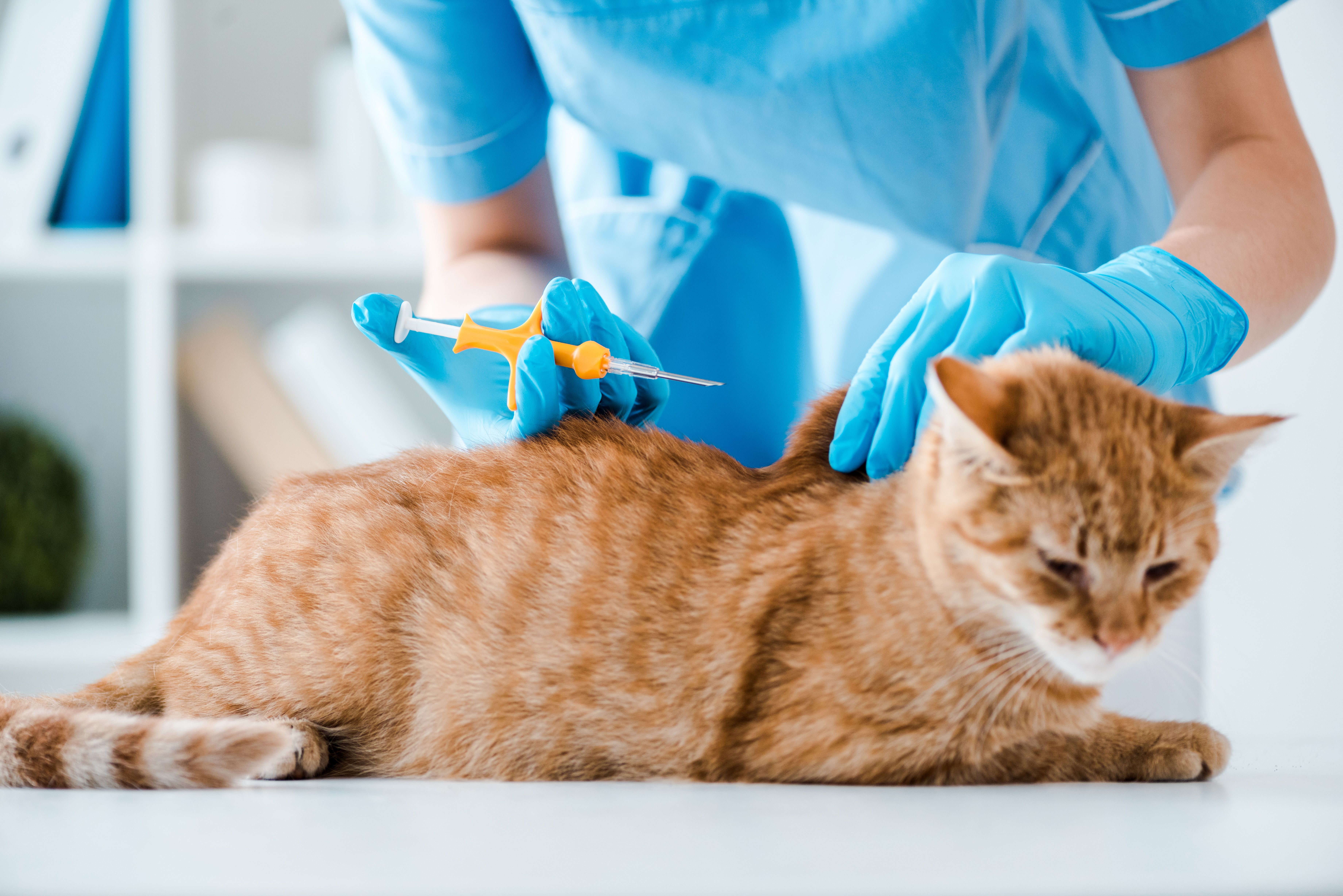 Veterinarian inserting implantation of identification microchip into red cat