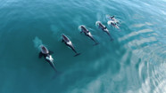 Orcas Have Learned New Hunting Skills And Whale Sharks Are Their Targets Orcas Have Learned New Hunting Skills And Whale Sharks Are Their Targets