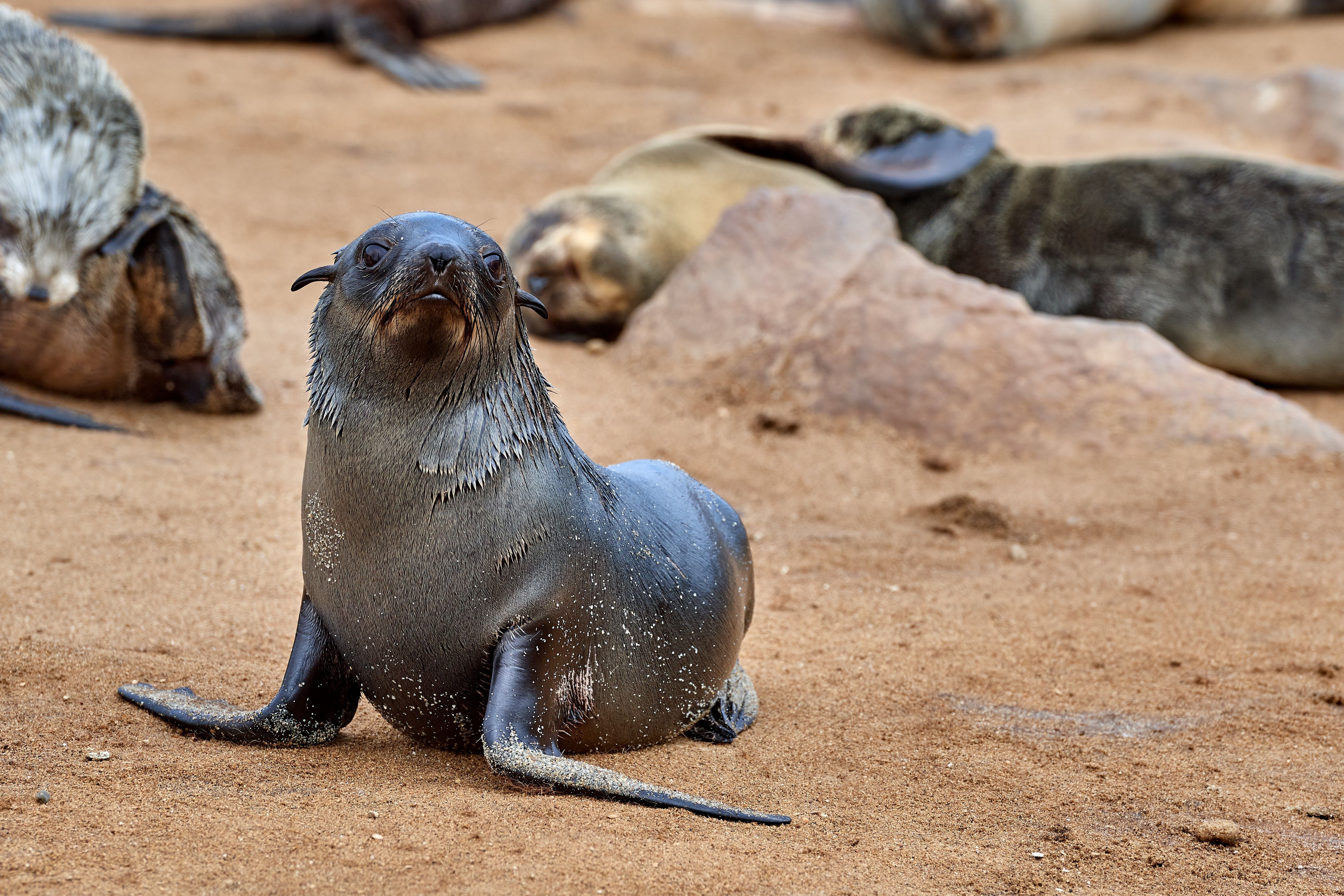 Young seal pup on sandy beach