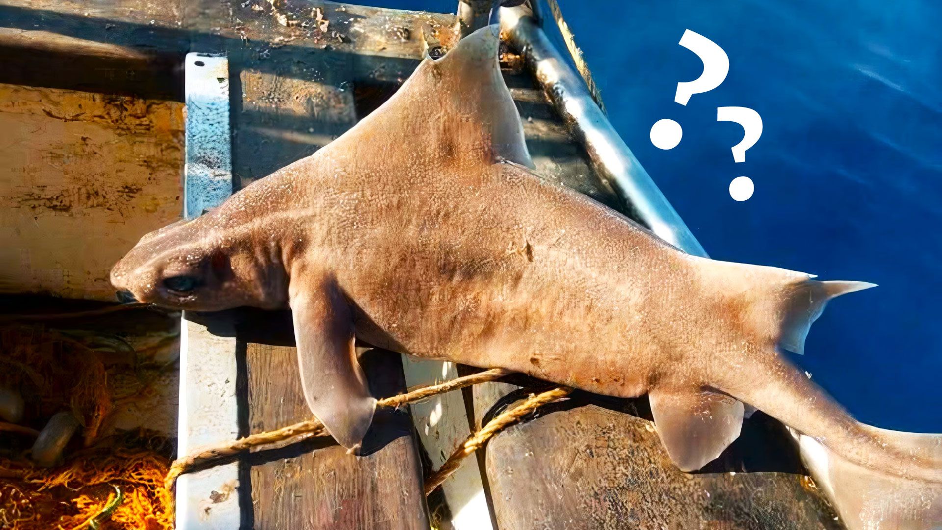 Shark Plus Pig Equals The World's Strangest Sea Creature That Actually ...