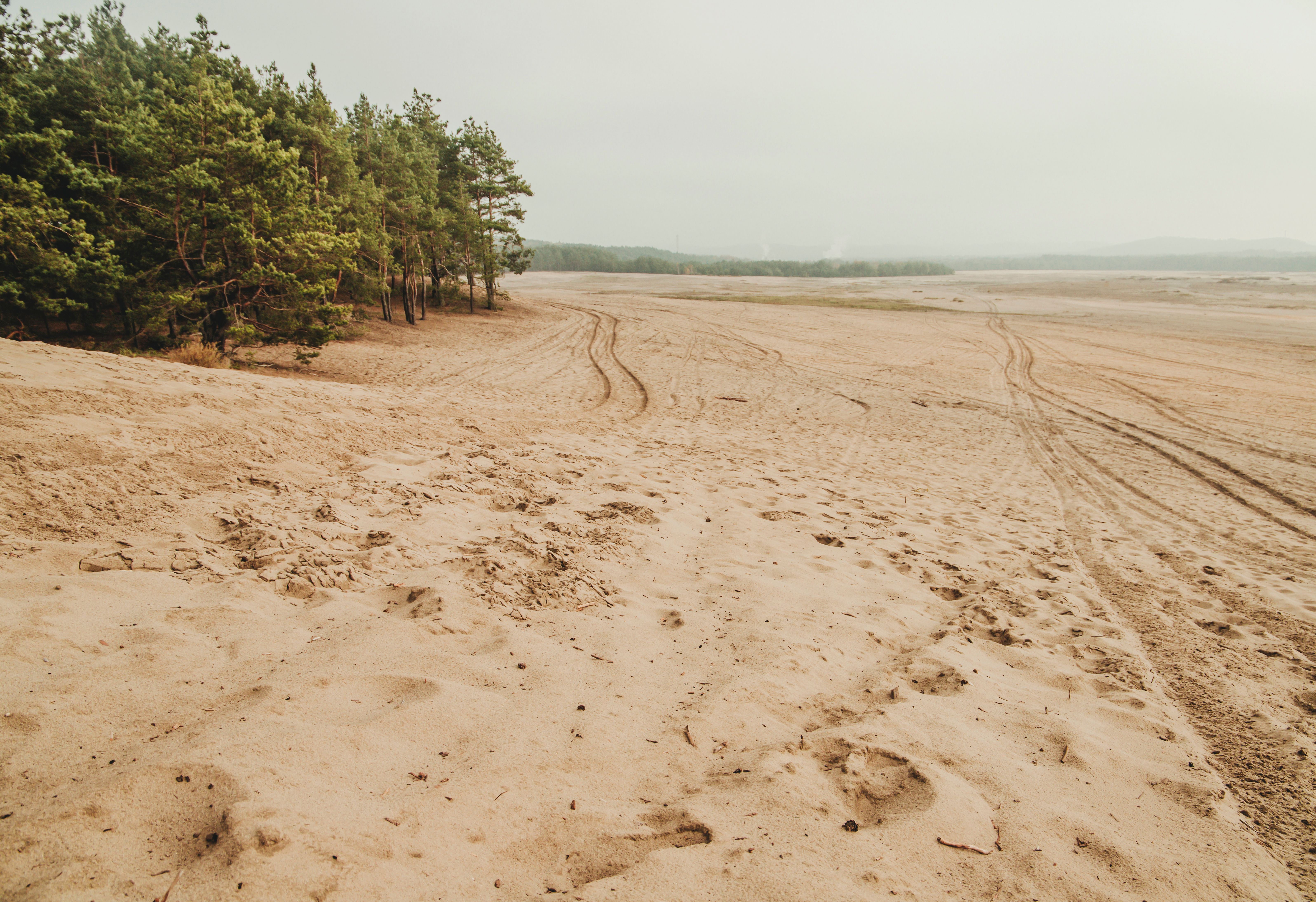 Έρημος Bledow (pustynia bledowska) που δείχνει δέντρα