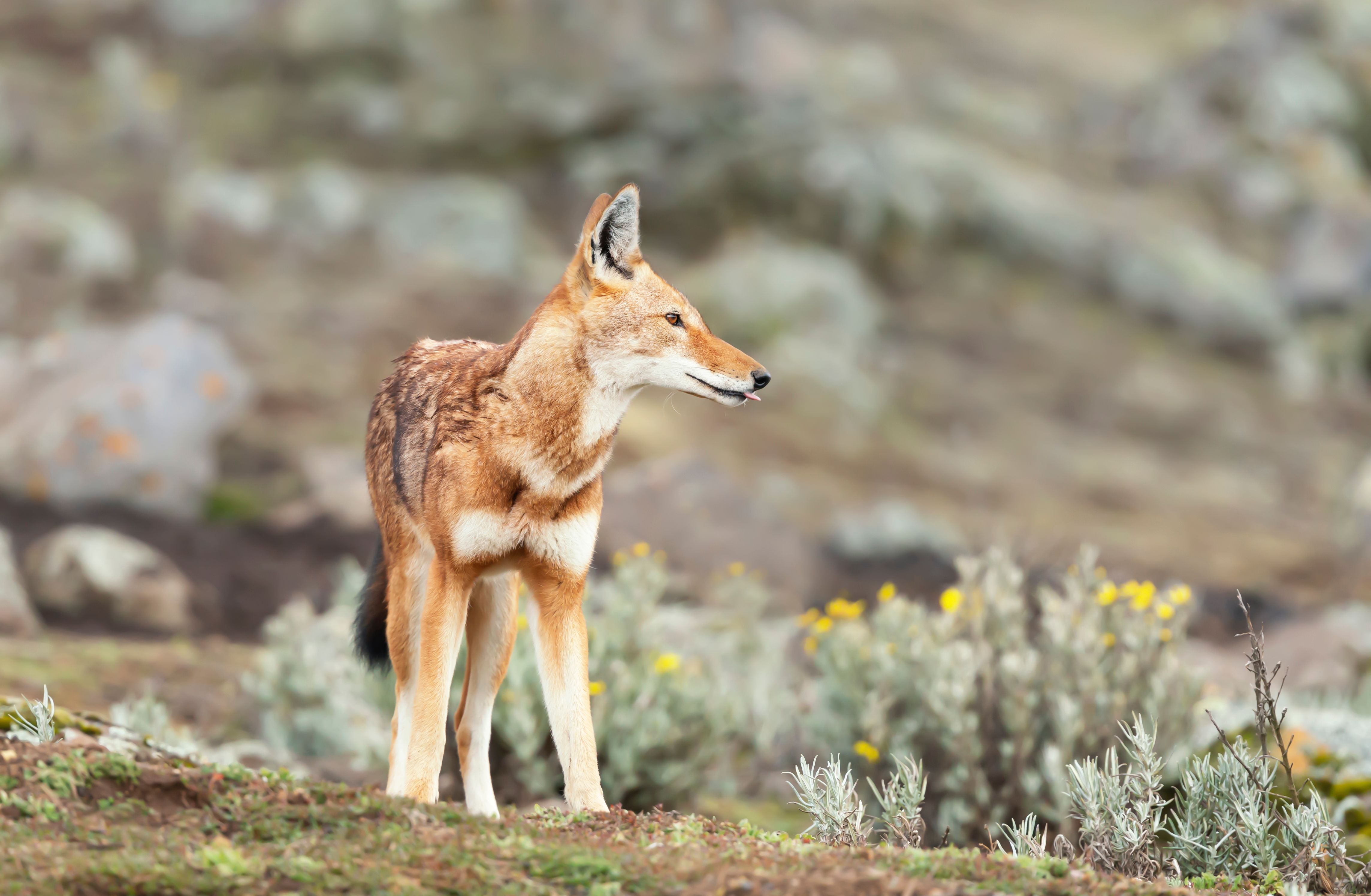 Close up of a rare and endangered Ethiopian wolf (Canis simensis) in the highlands of Bale mountains, Ethiopia