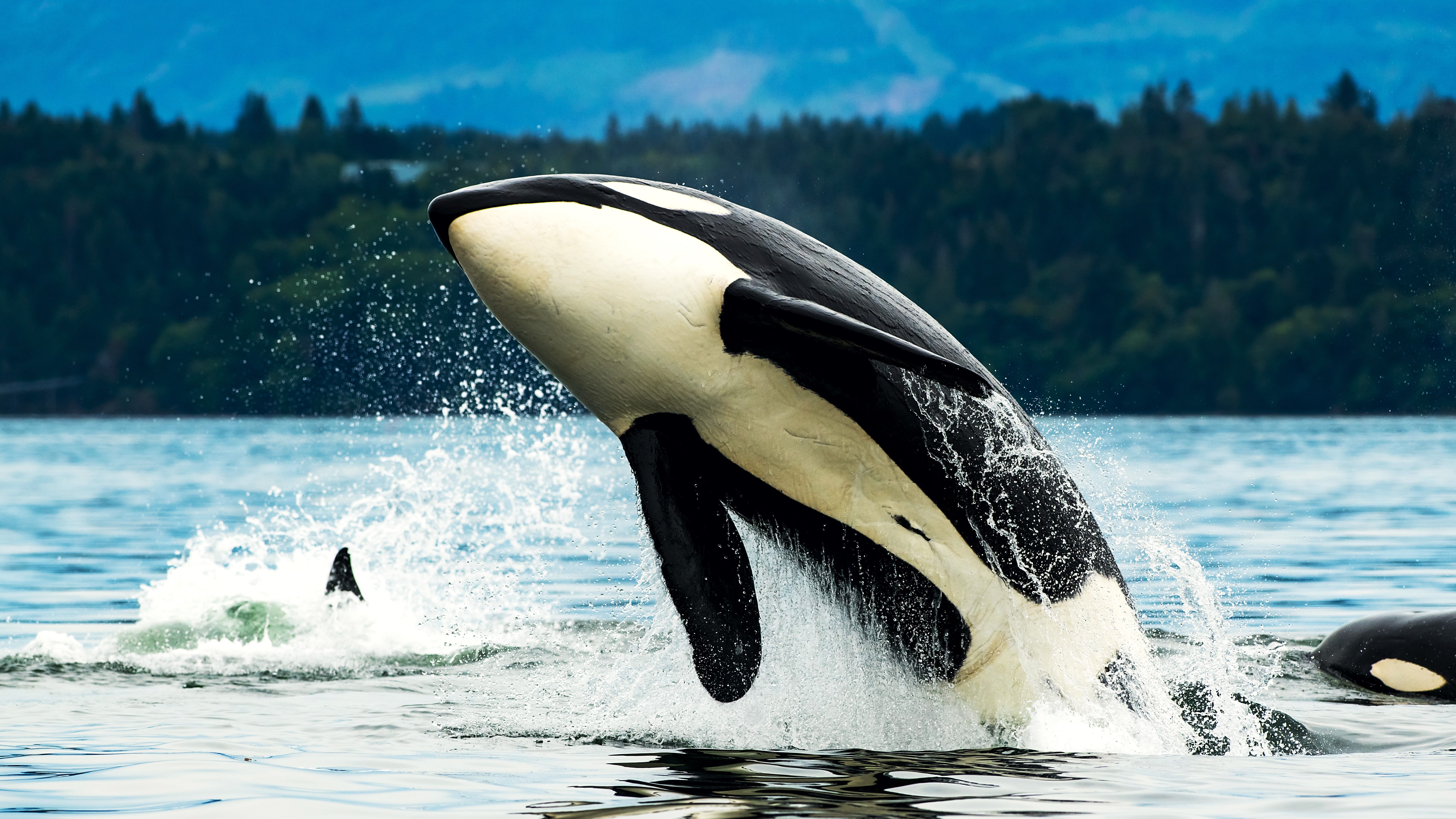 Killer Whales
