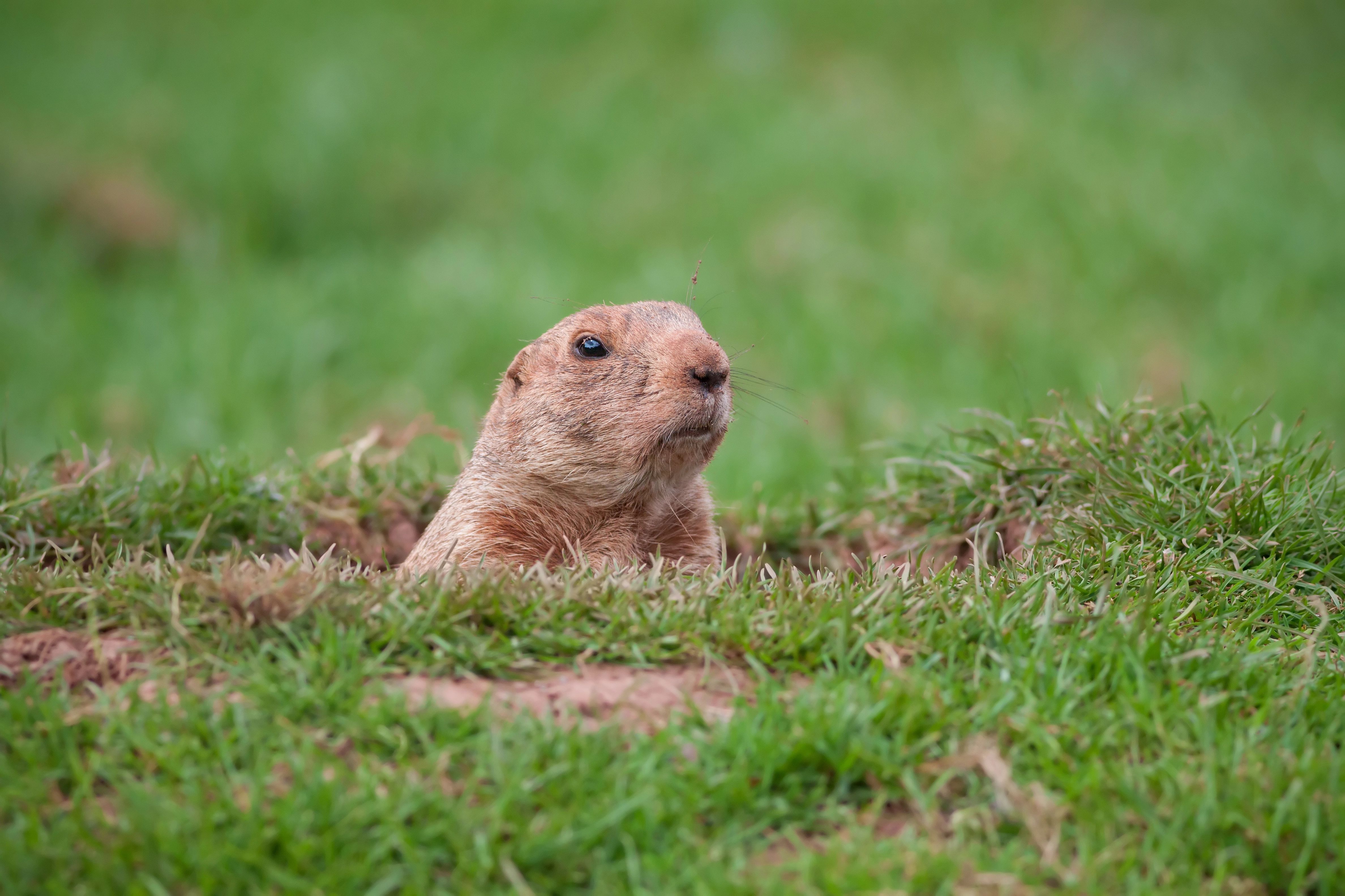 Scientists Reveal The Top Groundhog To Watch For SpotOn Predictions In