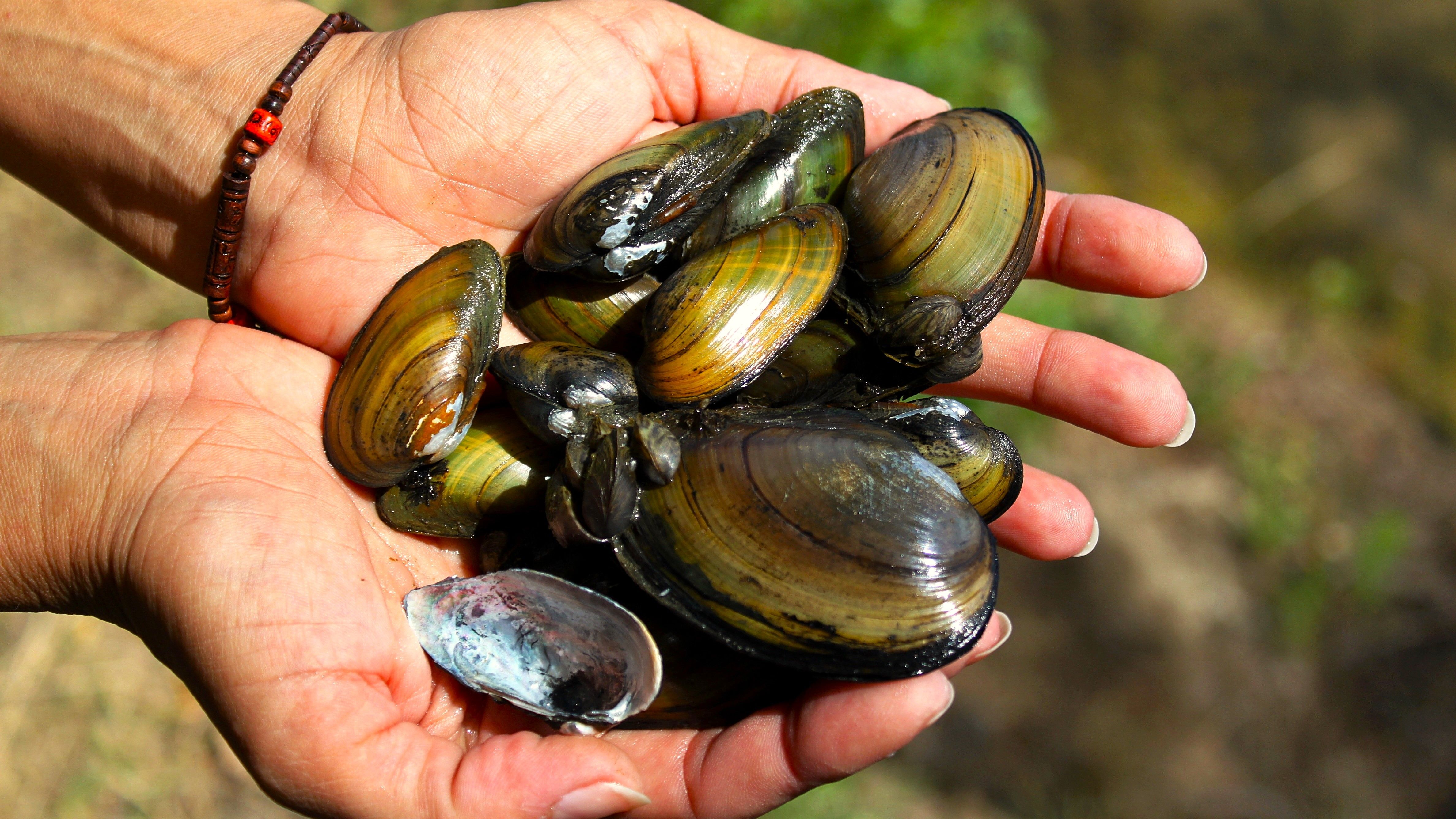 Freshwater Mussel