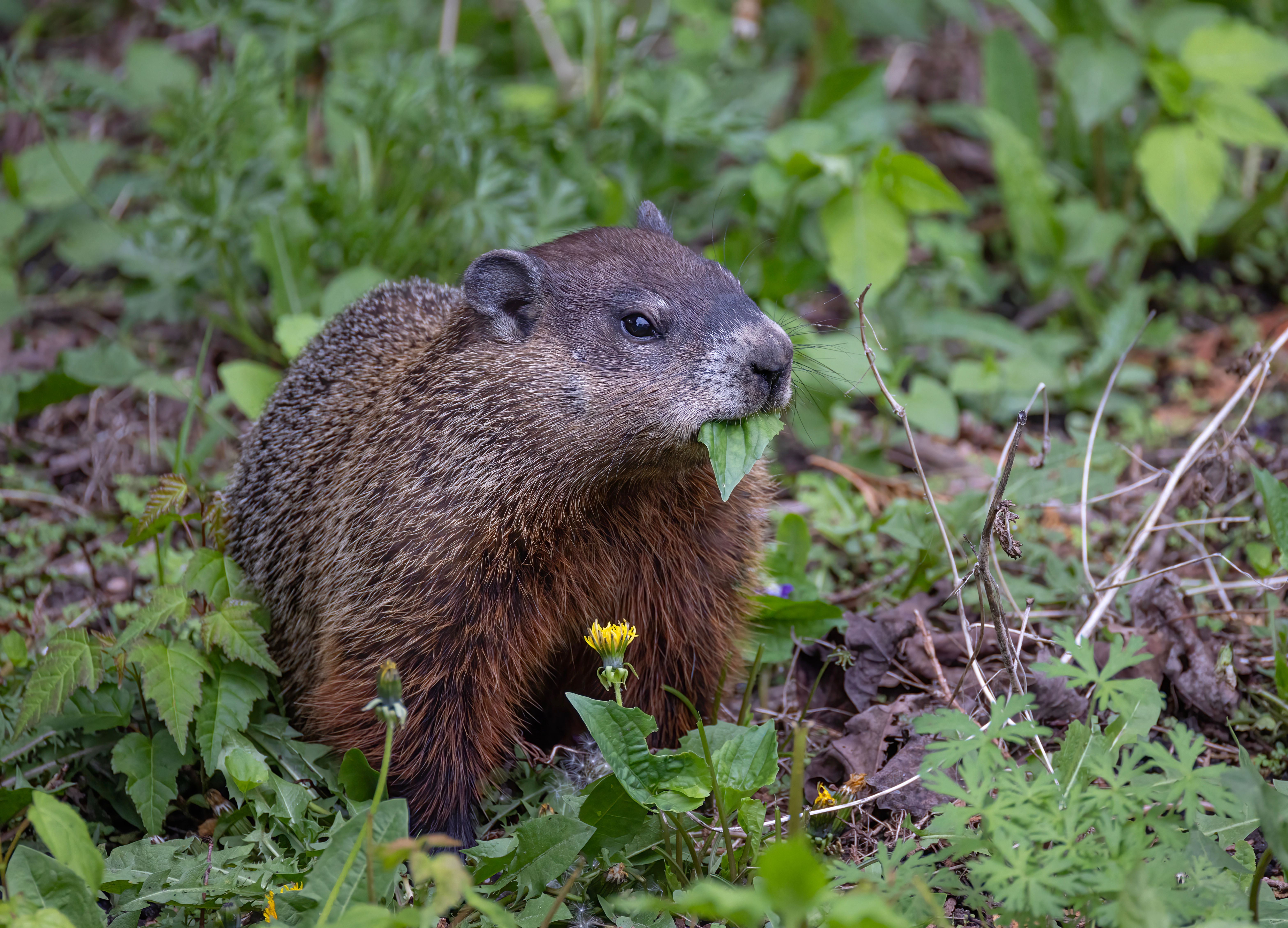 Scientists Reveal The Top Groundhog To Watch For SpotOn Predictions In