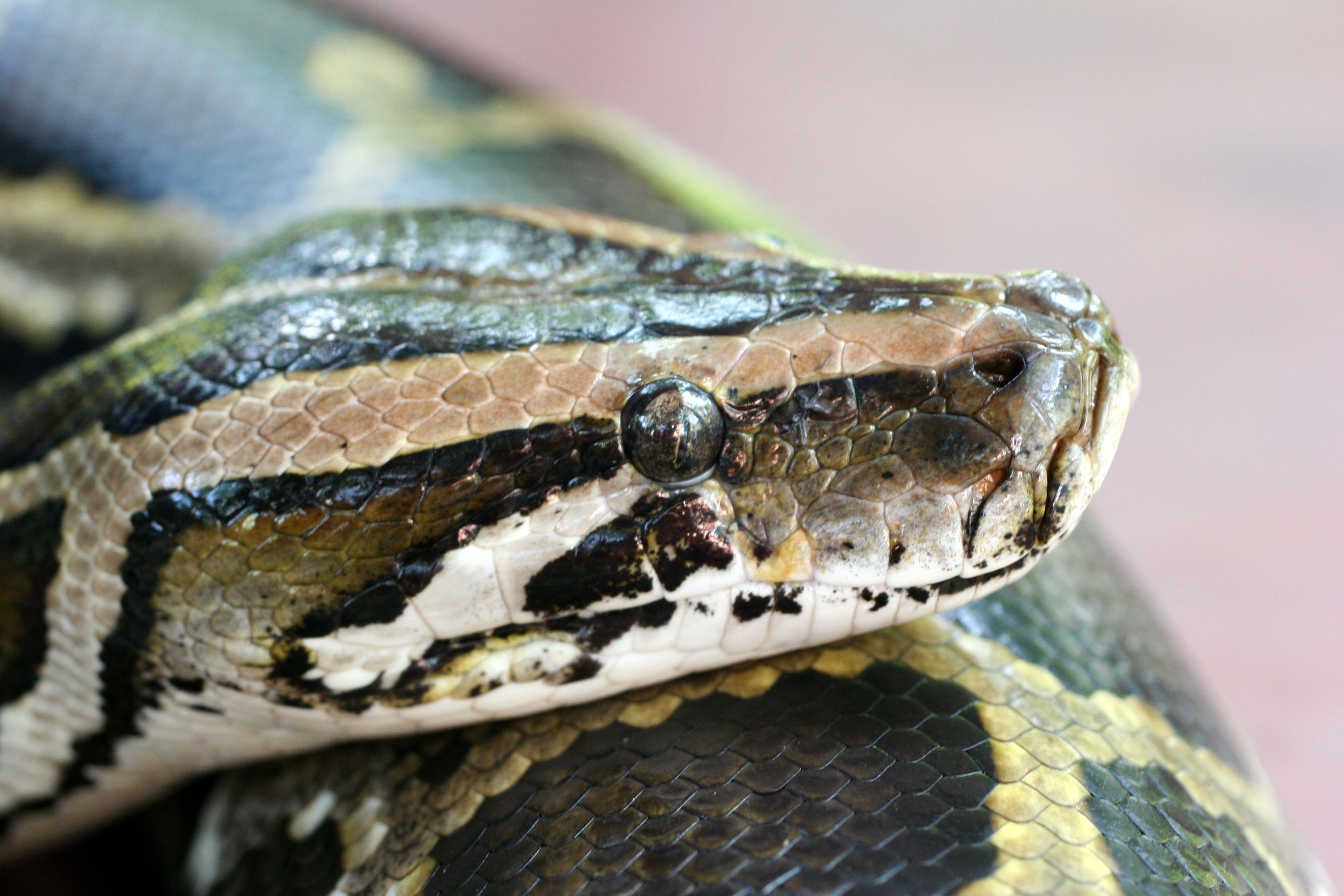 Python Burma
