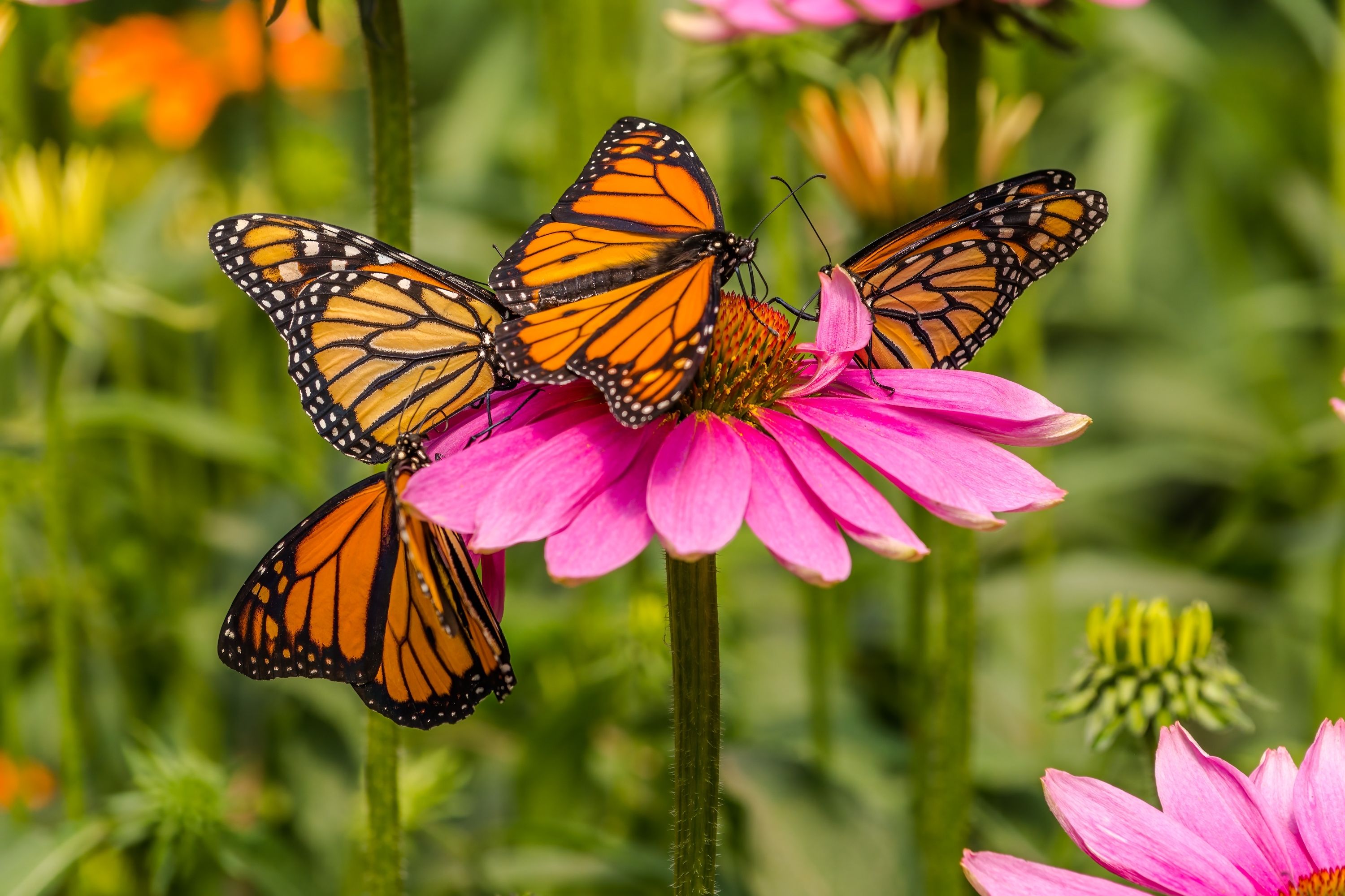 Four monarch butterflies (Danaus plexippus) on a purple cornflower (Echinacea purpurea) in a zoo live butterfly exhibit