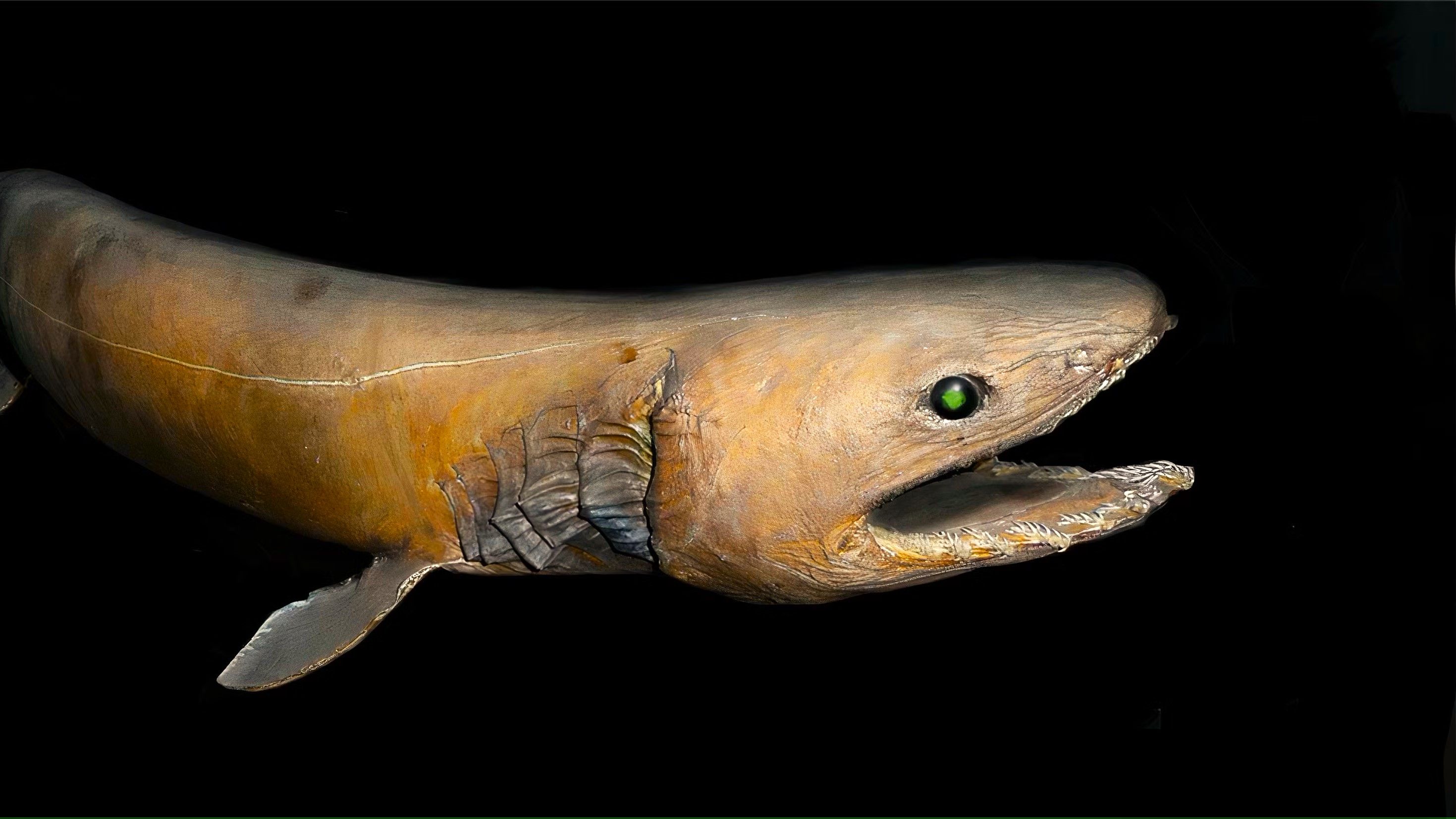 Frilled shark
