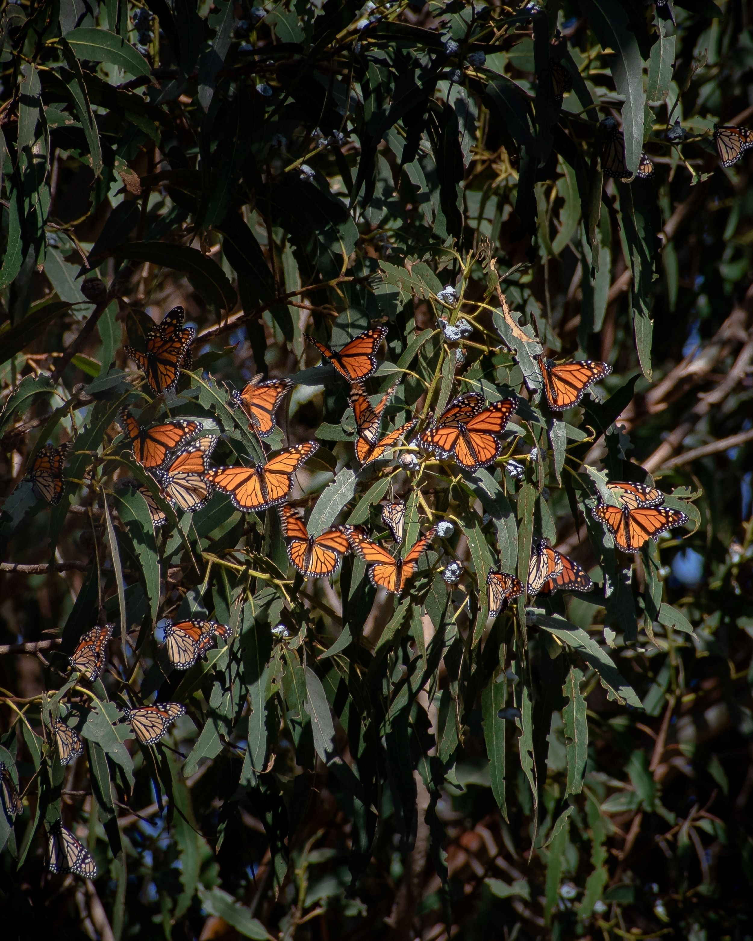 Monarch Butterfly migration in Natural Bridges State Beach