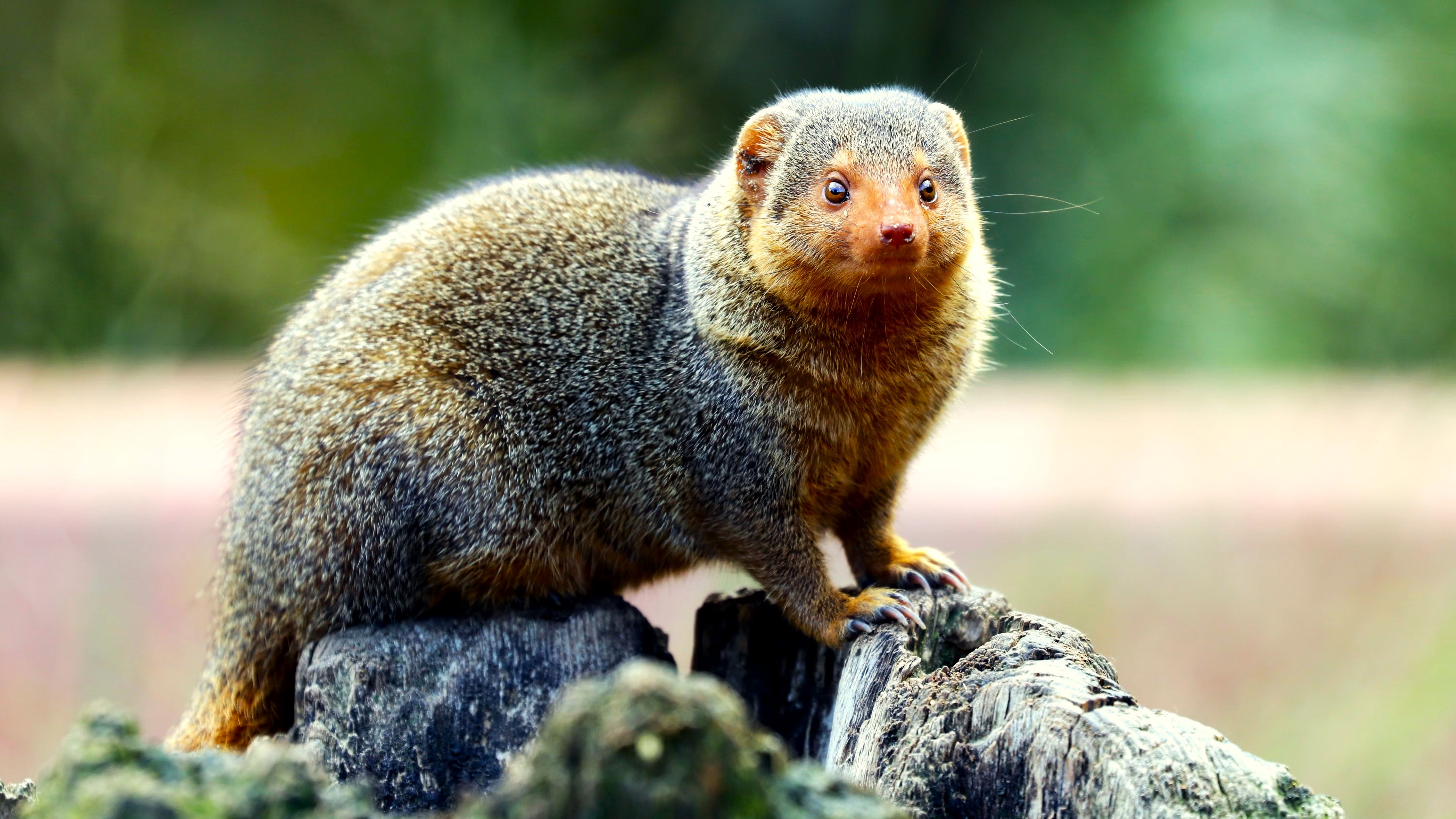 Mongoose