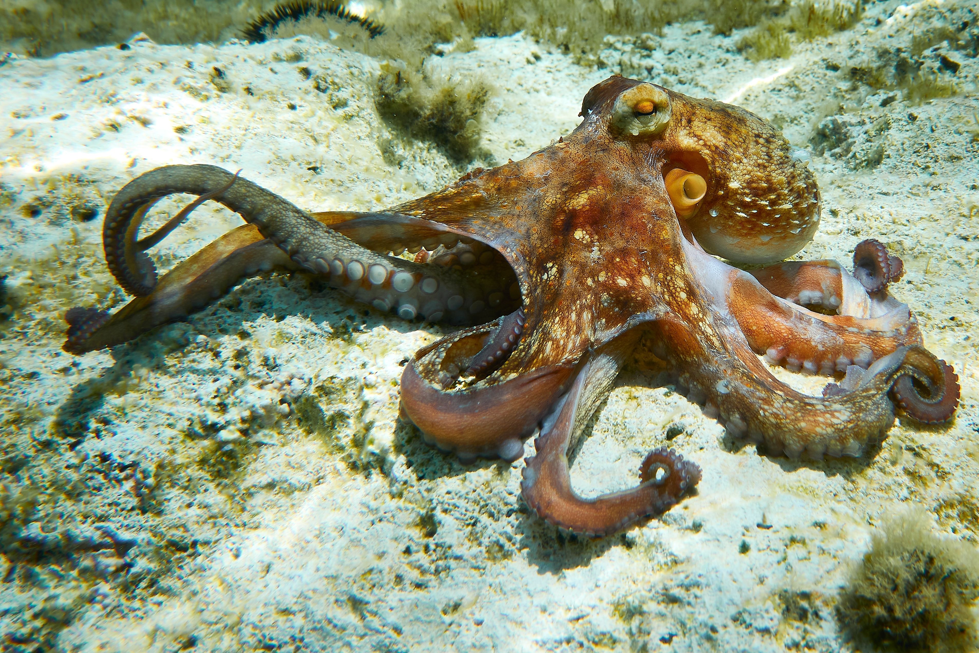 Octopus (Octopus Vulgaris Cuvier, 1797)