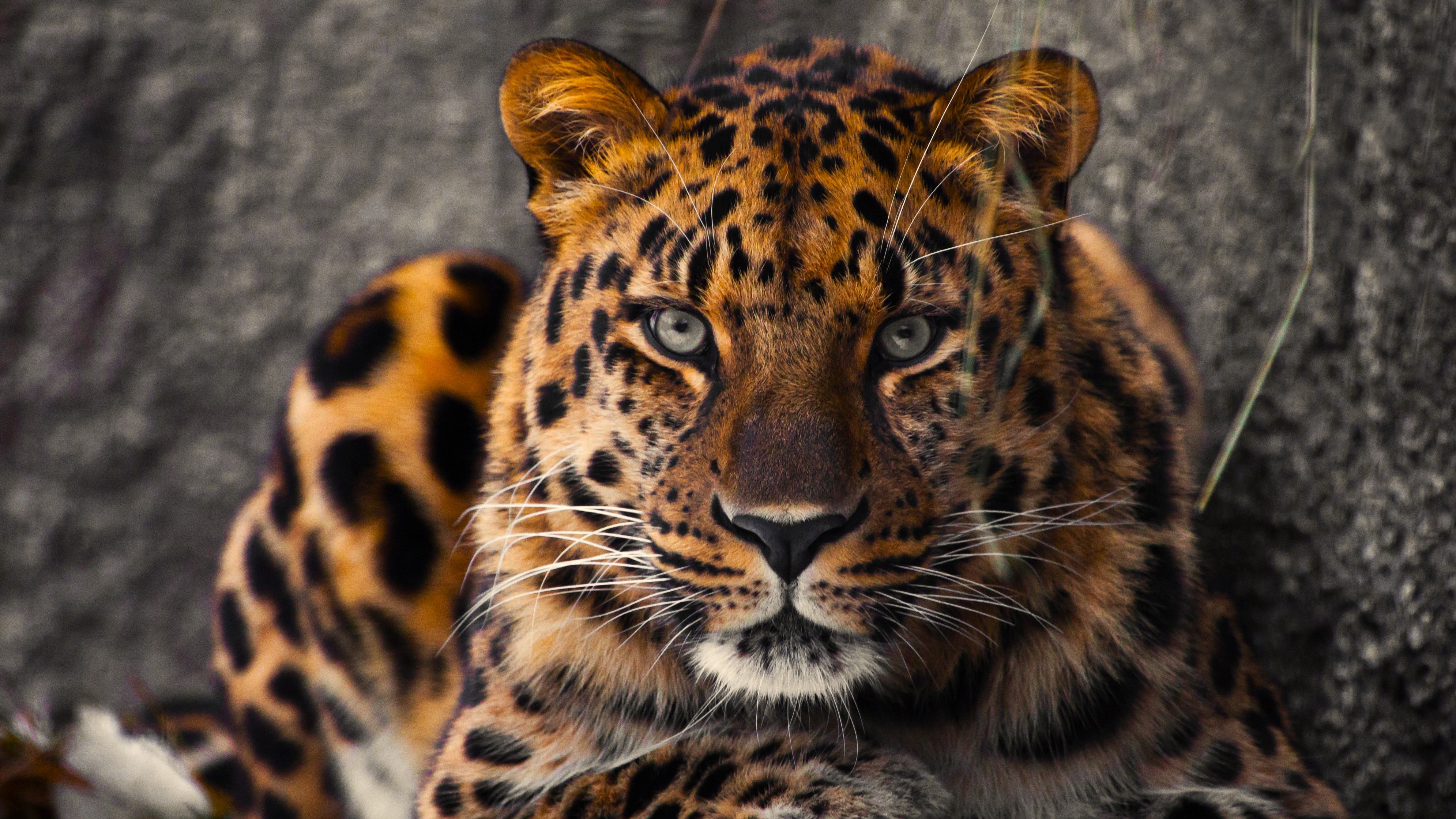 A Critically Endangered Animal Has Died At A California Zoo