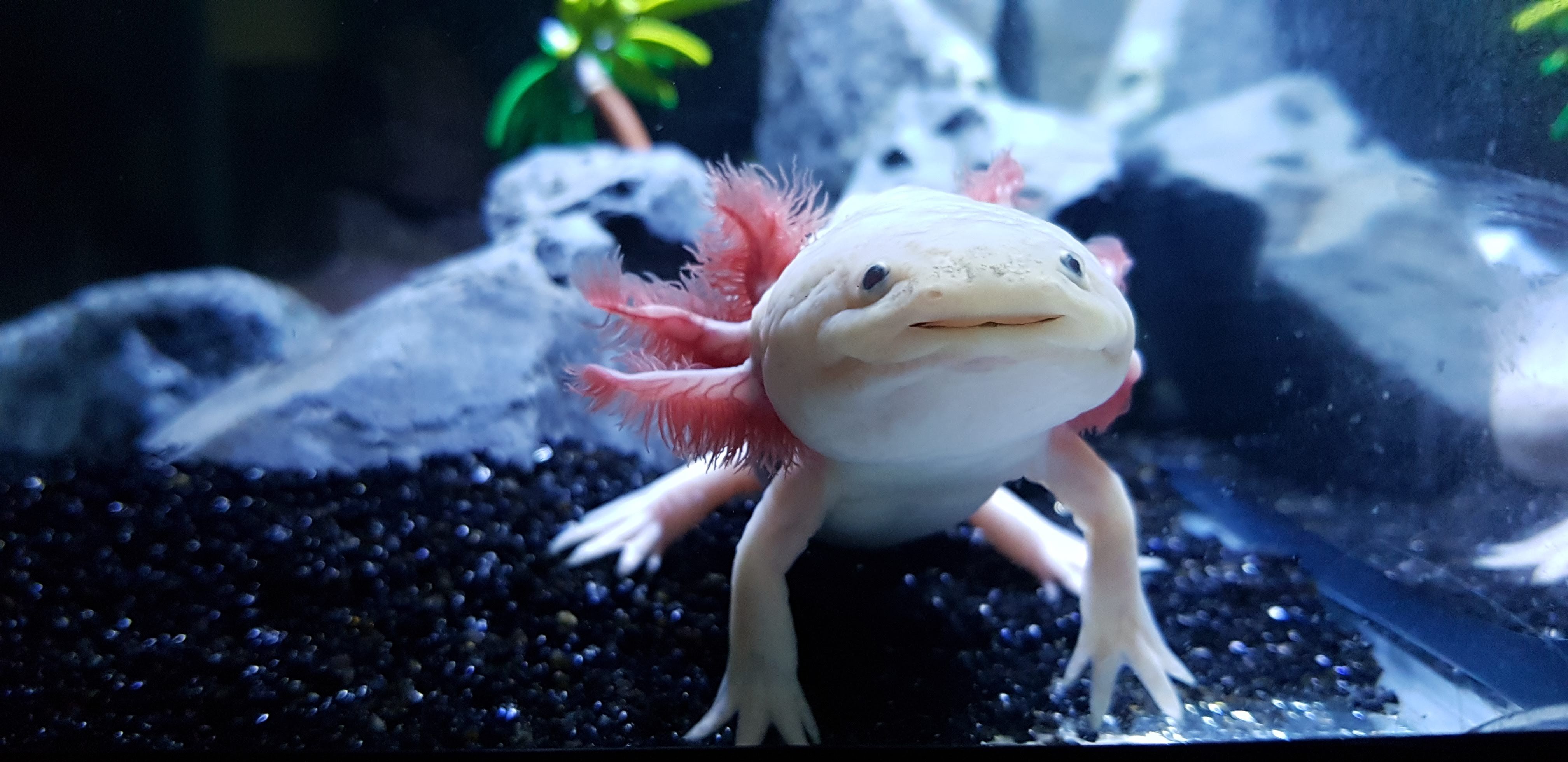 Axolotl