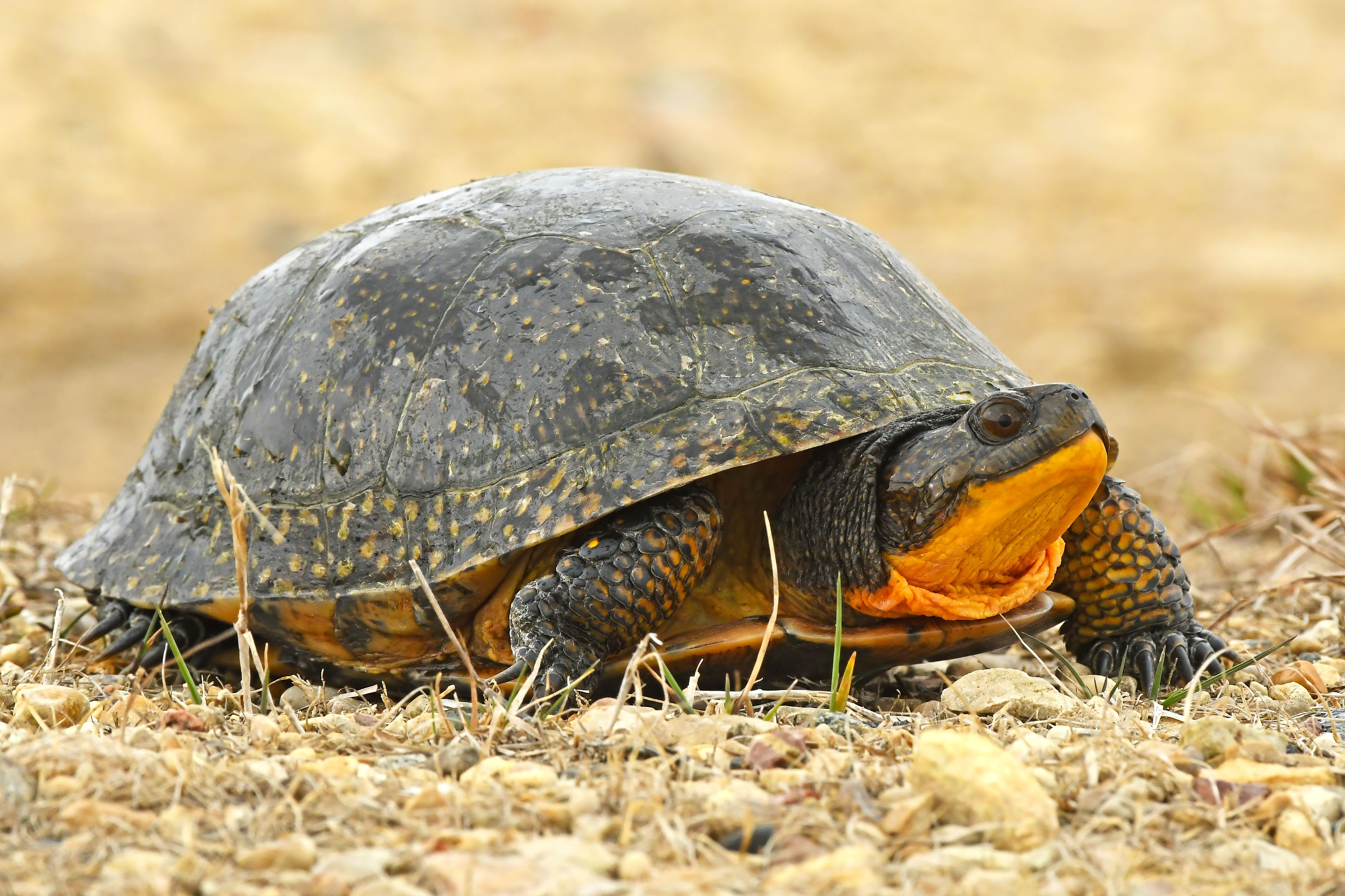 Blanding's turtle