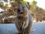 10 Happiest Animals On Earth Where They re Found 10 Happiest Animals On Earth Where They re Found