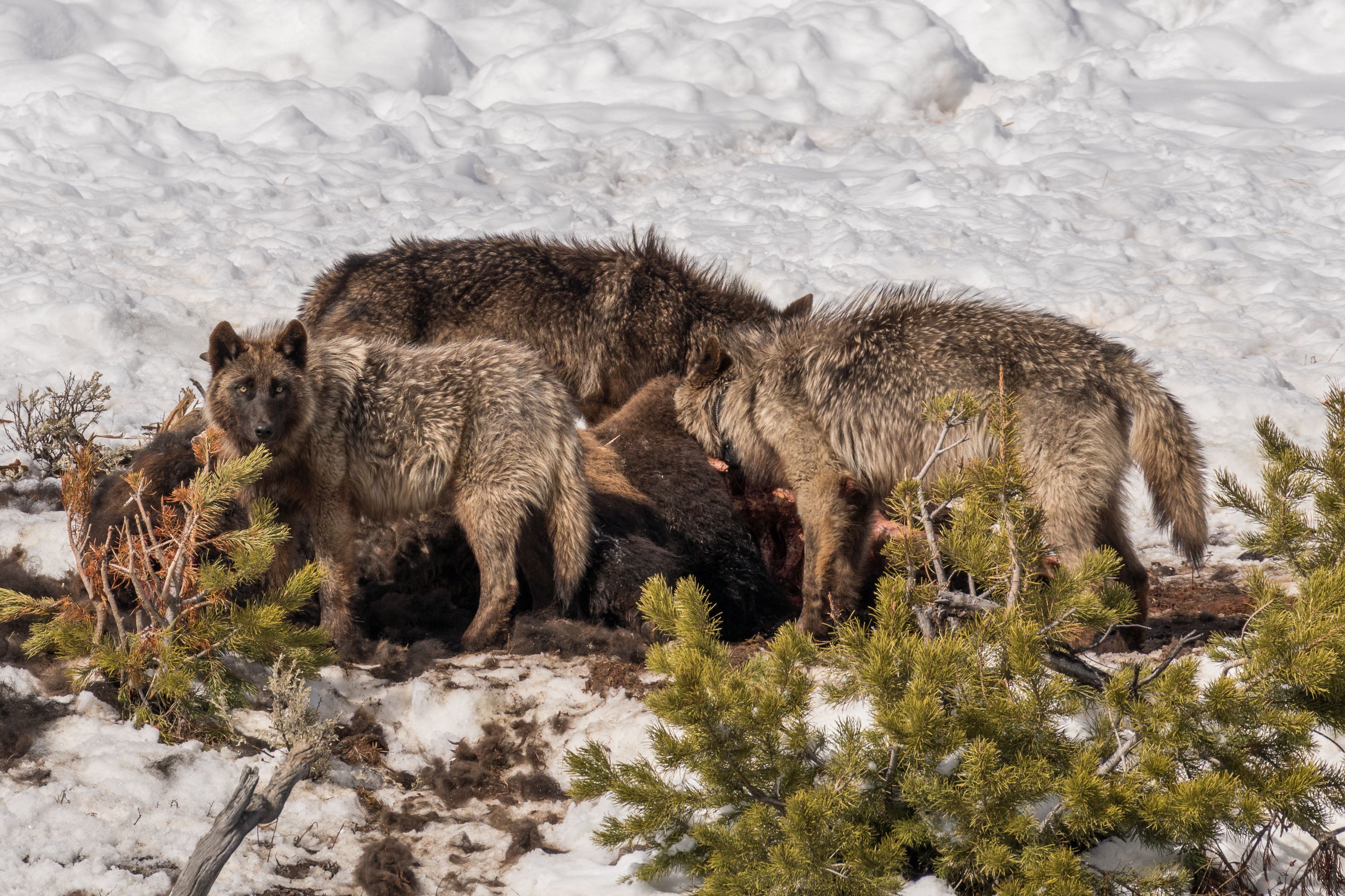 Wolves eat bison in Yellowstone National Park in winter