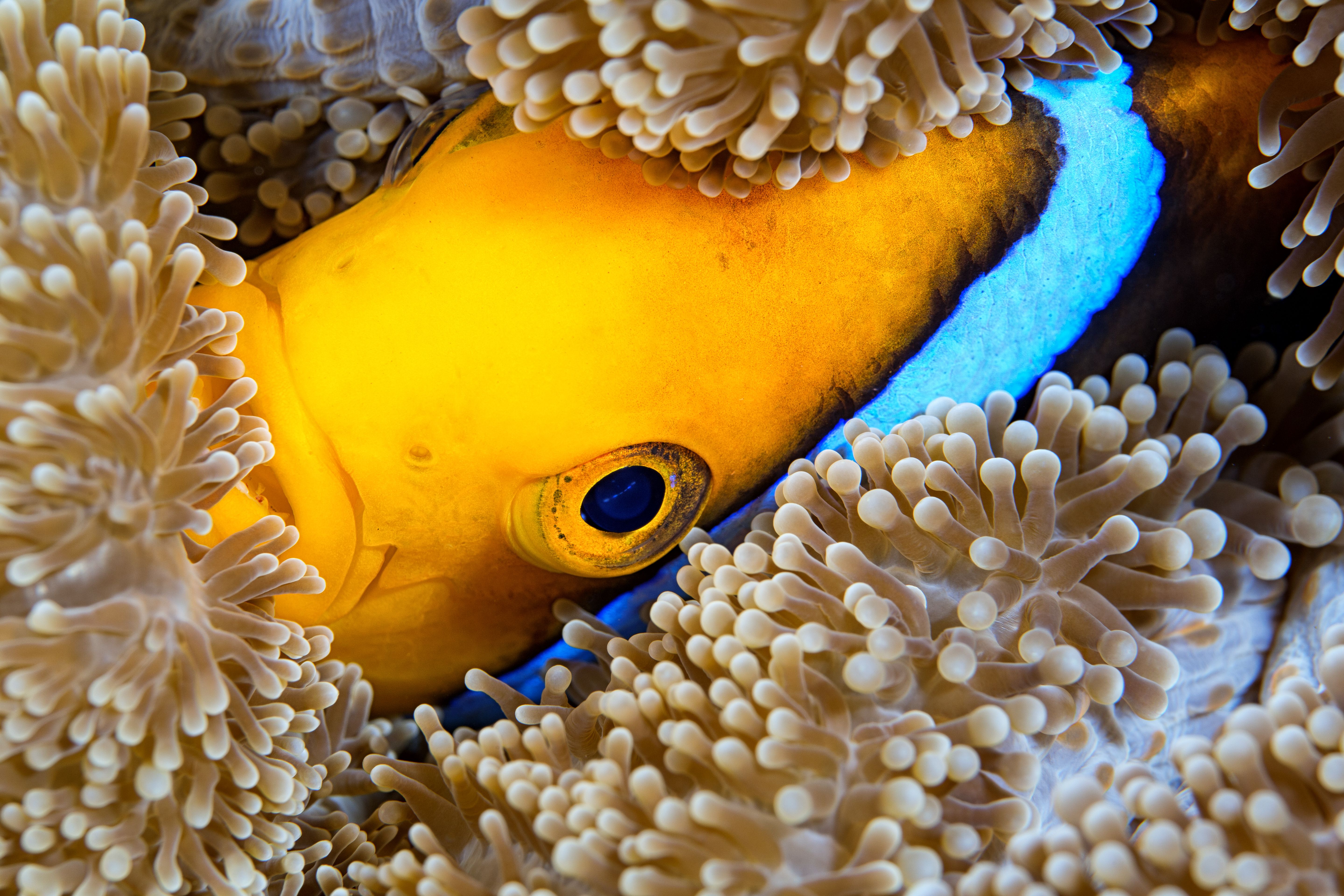 Orangefin anemone Fish