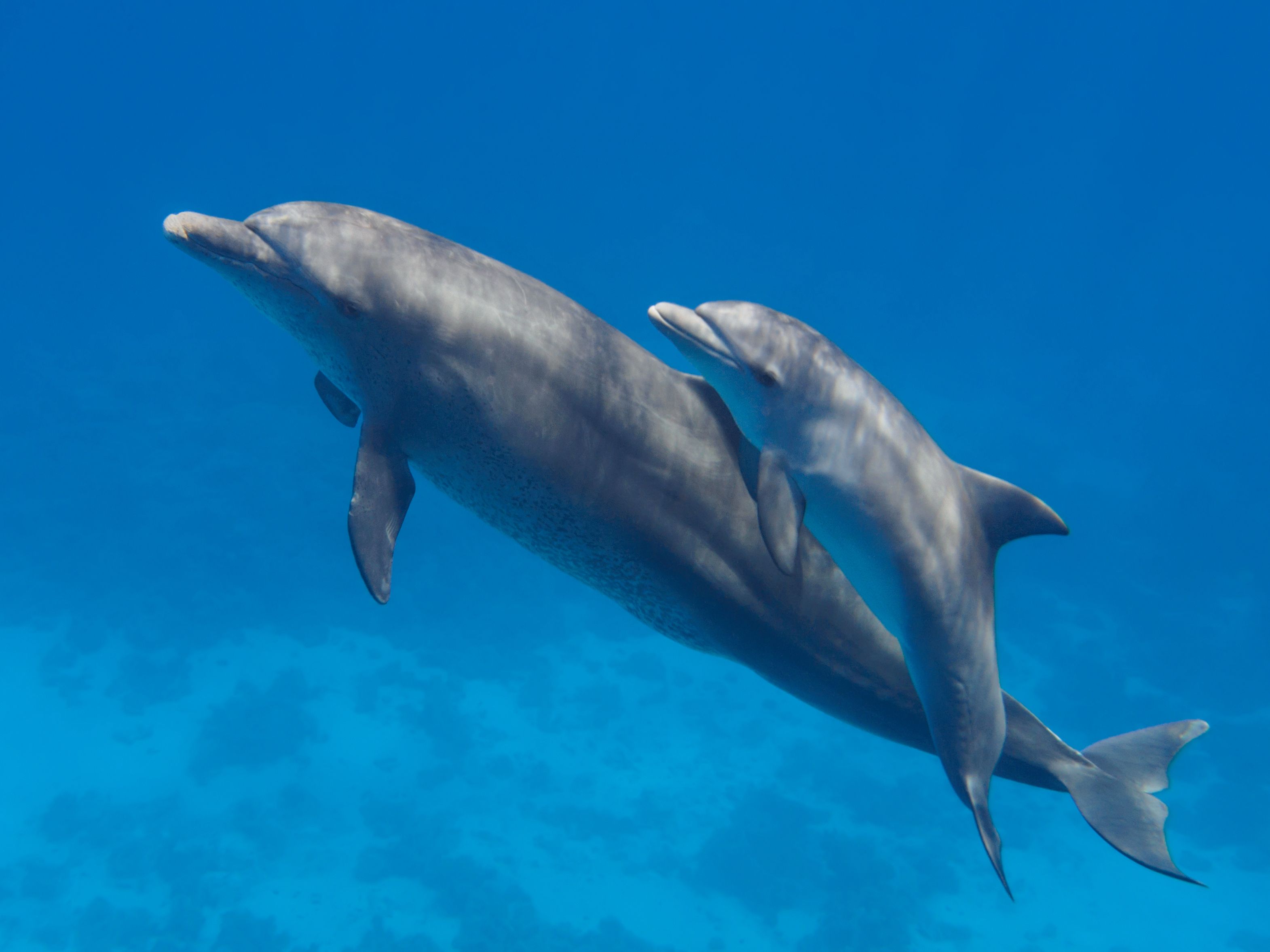Two dolphins smimming in the blue ocean