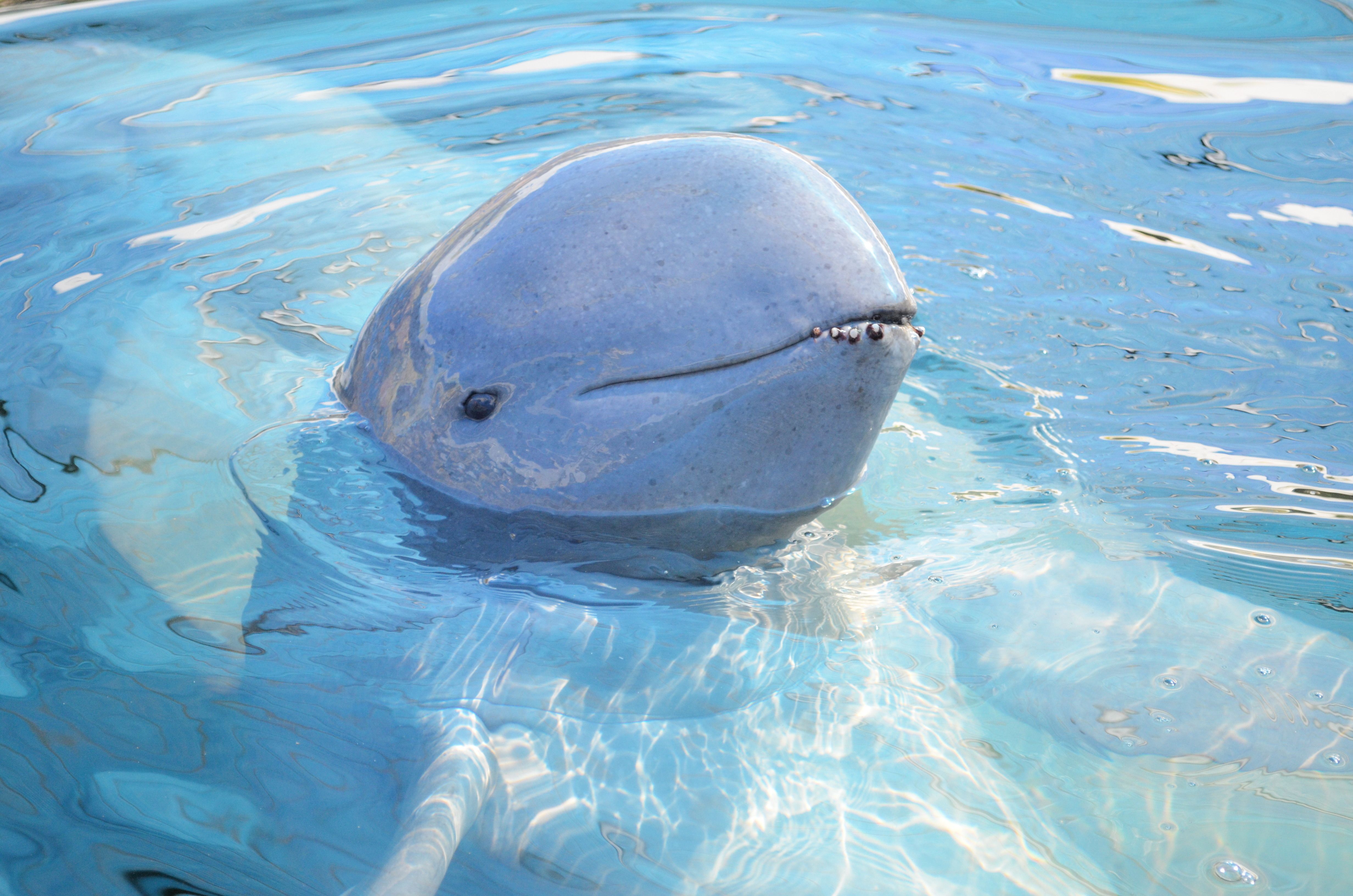 Irrawaddy dolphin