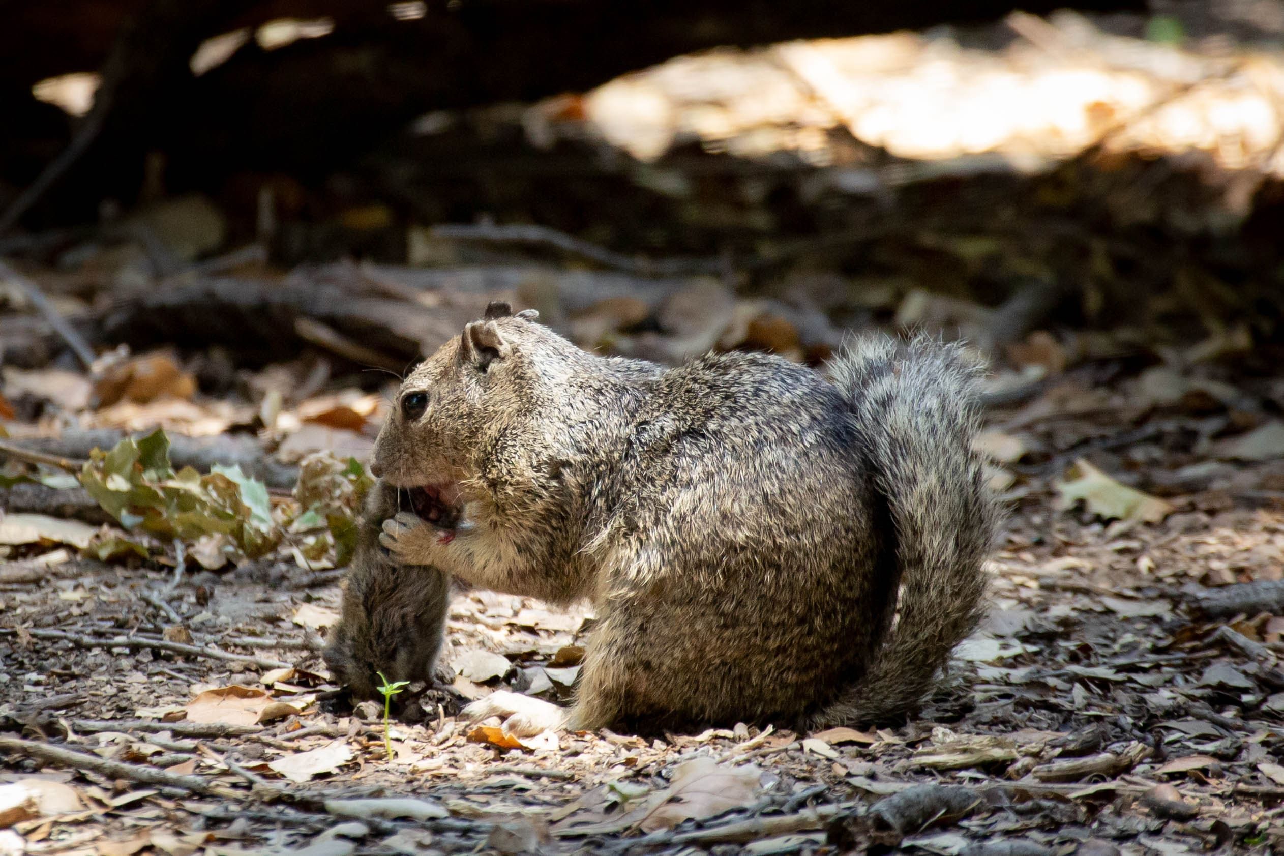 squirrel with vole-8575-(c) Sonja Wild, UC Davis