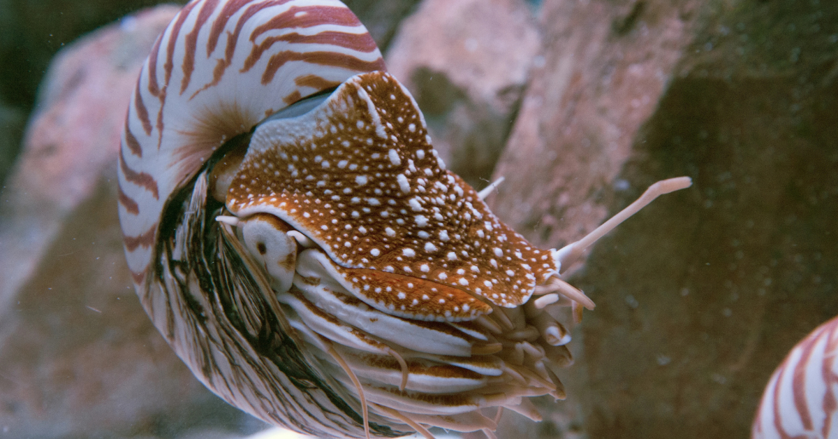Research Team Rejoices After Rare Marine Species Are Finally Located In Pacific Ocean