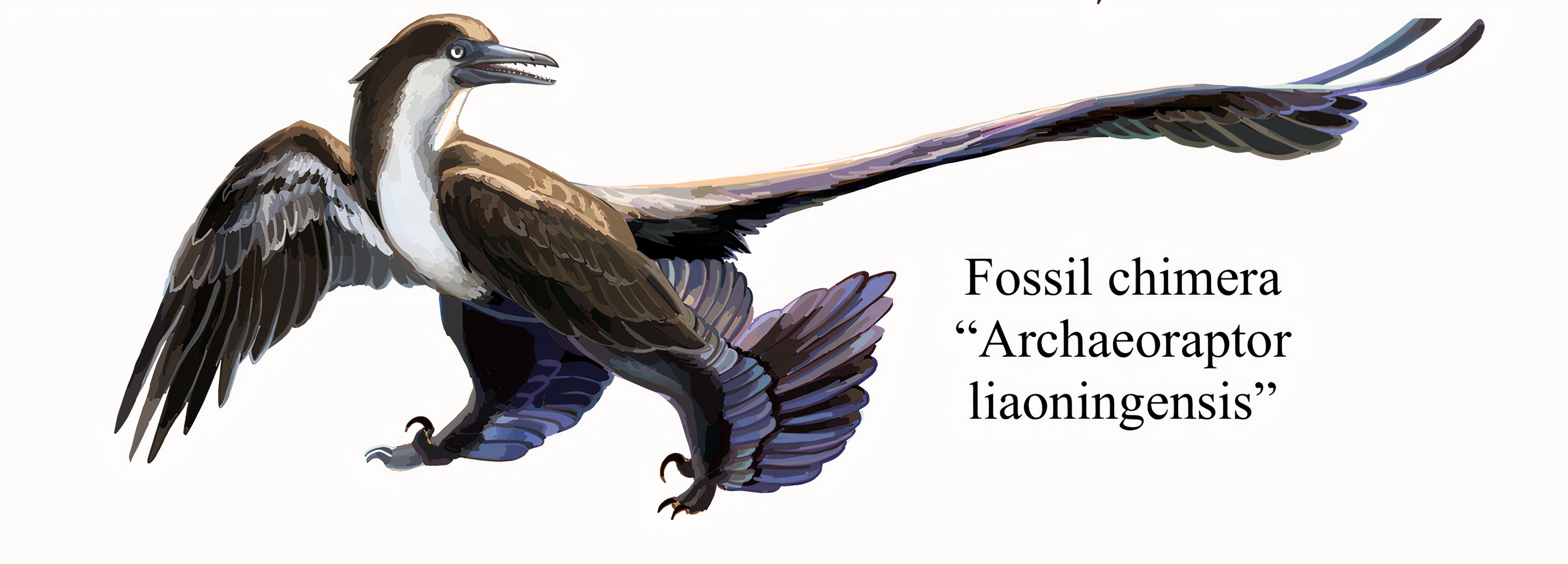 What it is believed the Archaeoraptor would have looked like if it were alive