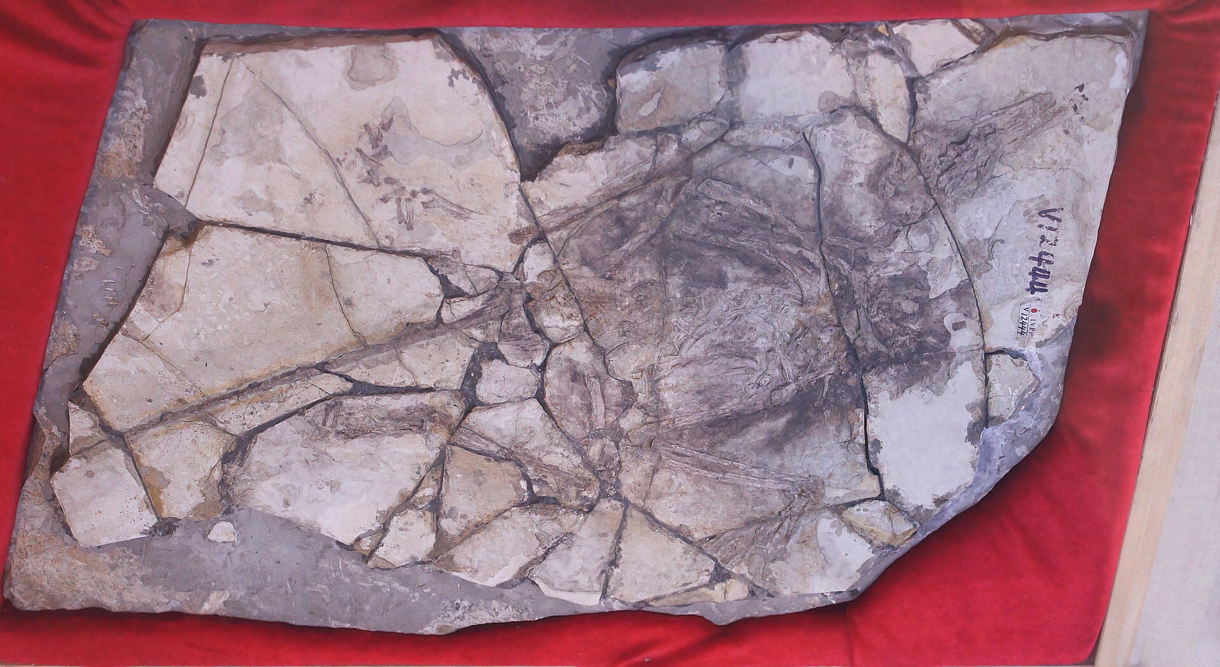 Archaeoraptor discovery