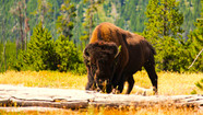 This Underrated Montana Park Gives Yellowstone Even Has Bison Too