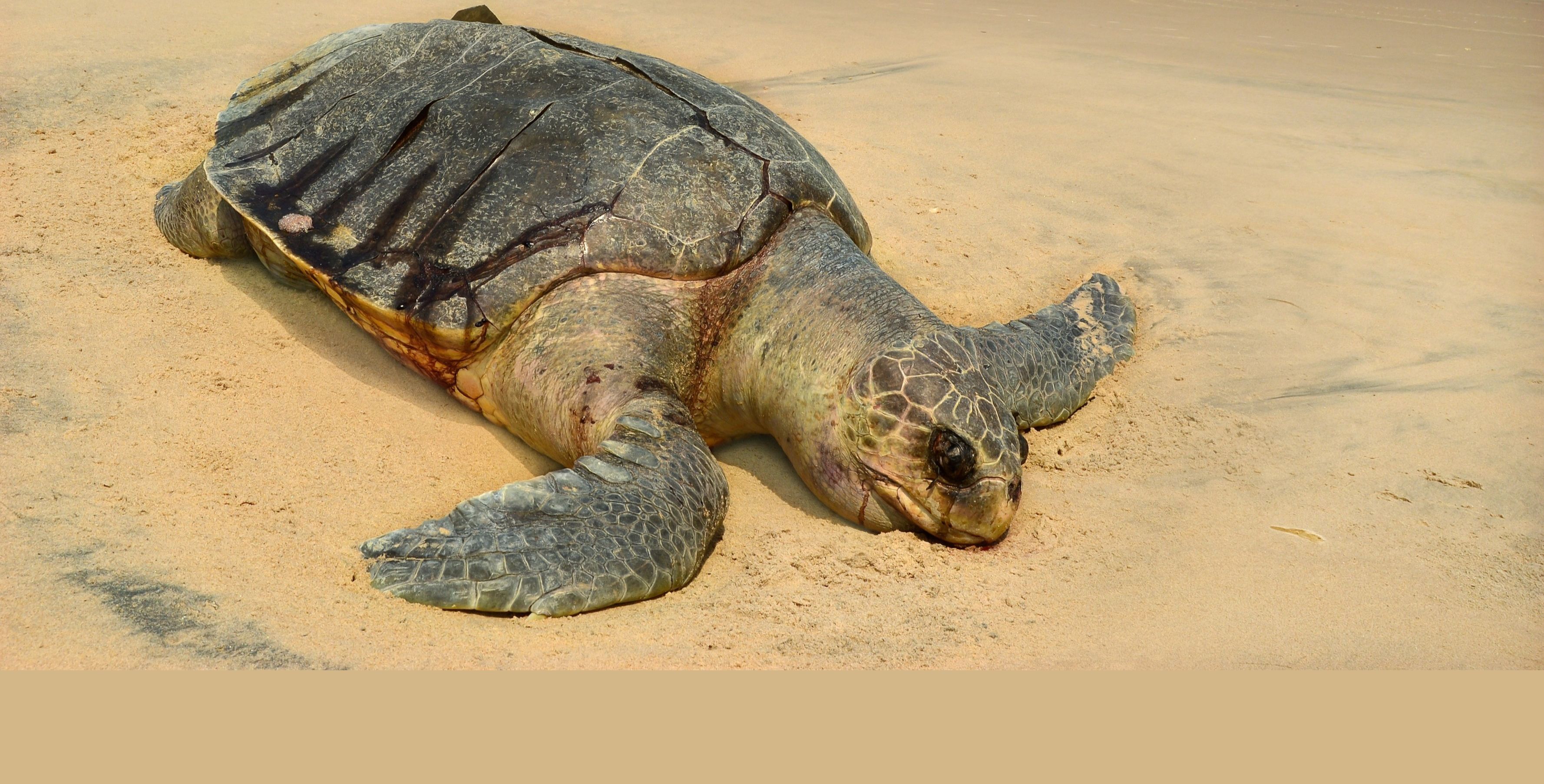 Oliver Ridley turtle corpse in Andhra Pradesh, India