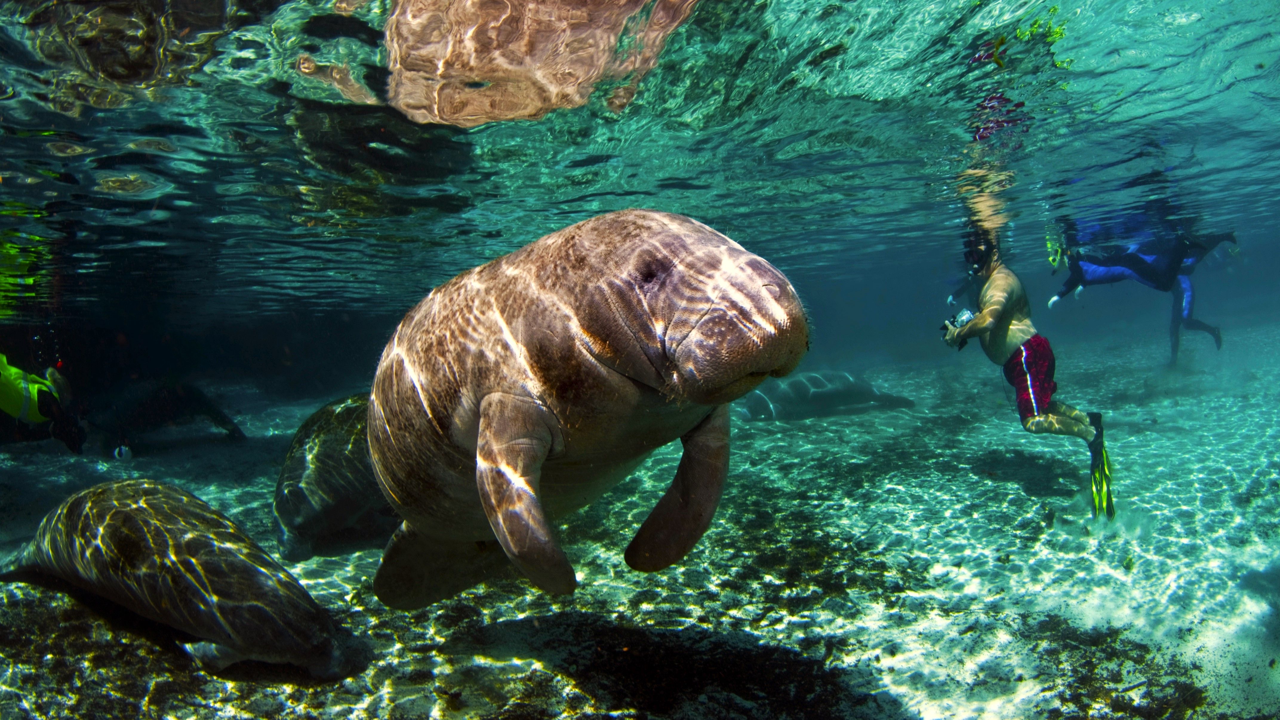 Manatee