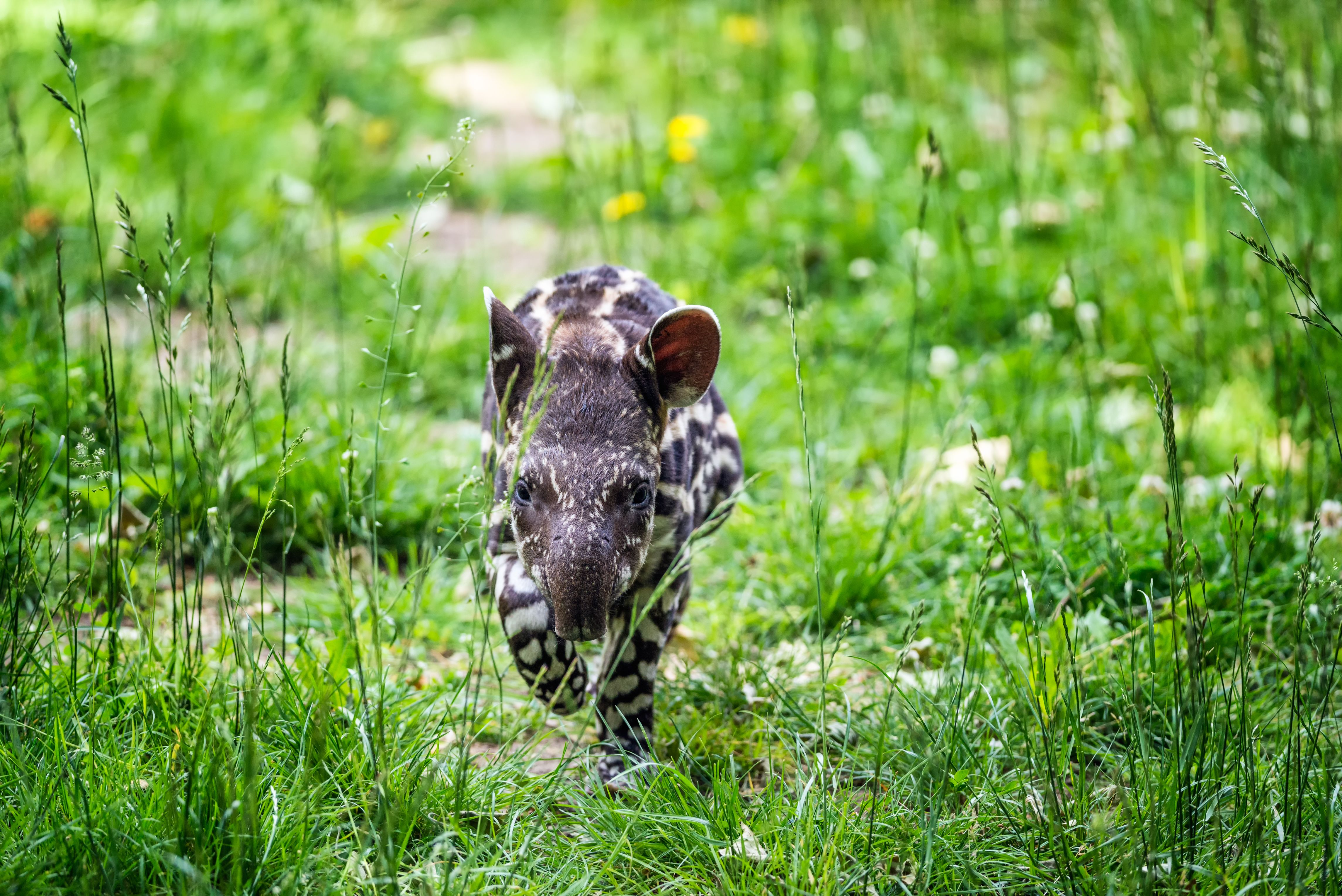 South American Tapir