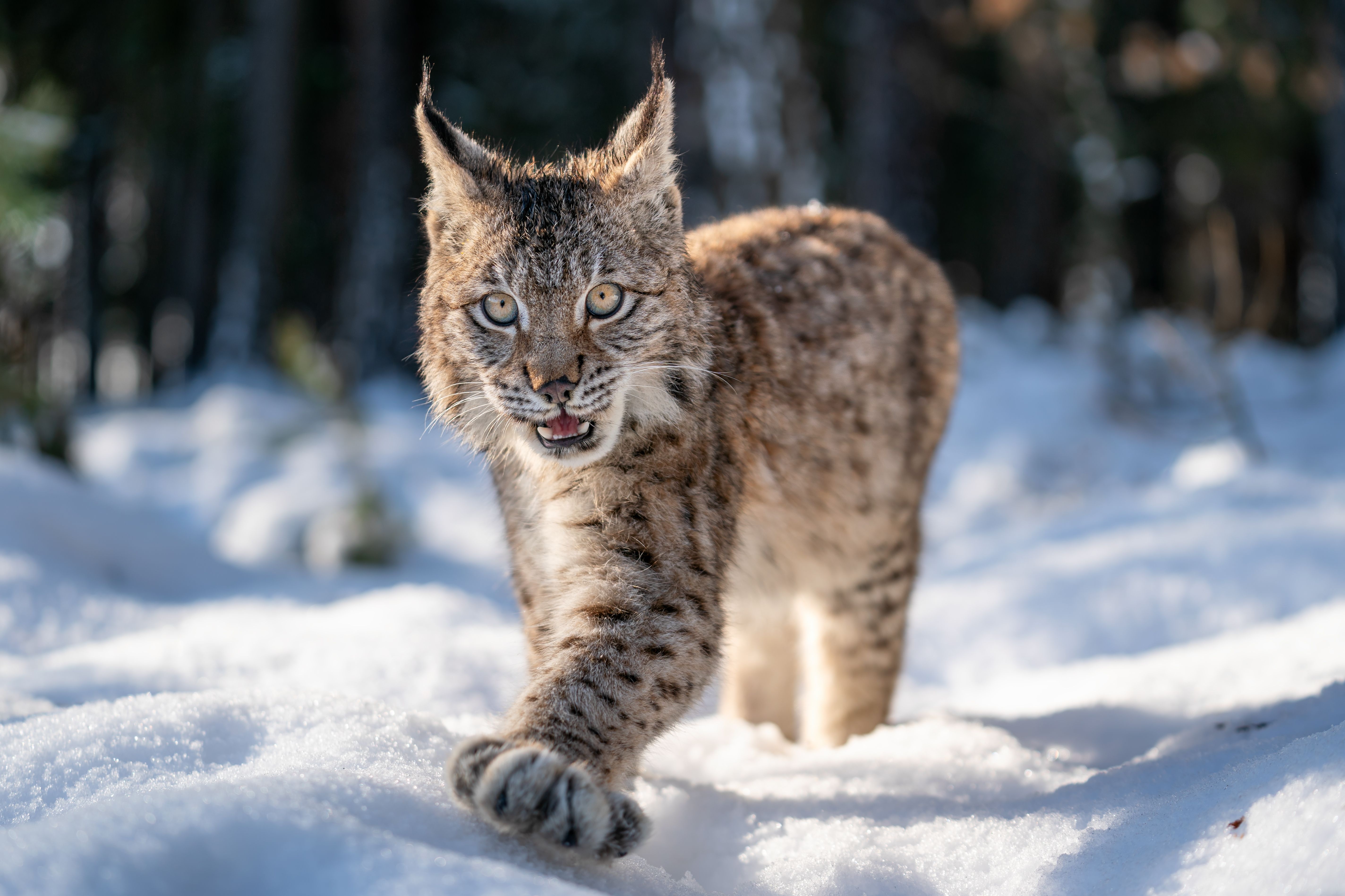 Eurasian Lynx walking in the snowy mountains