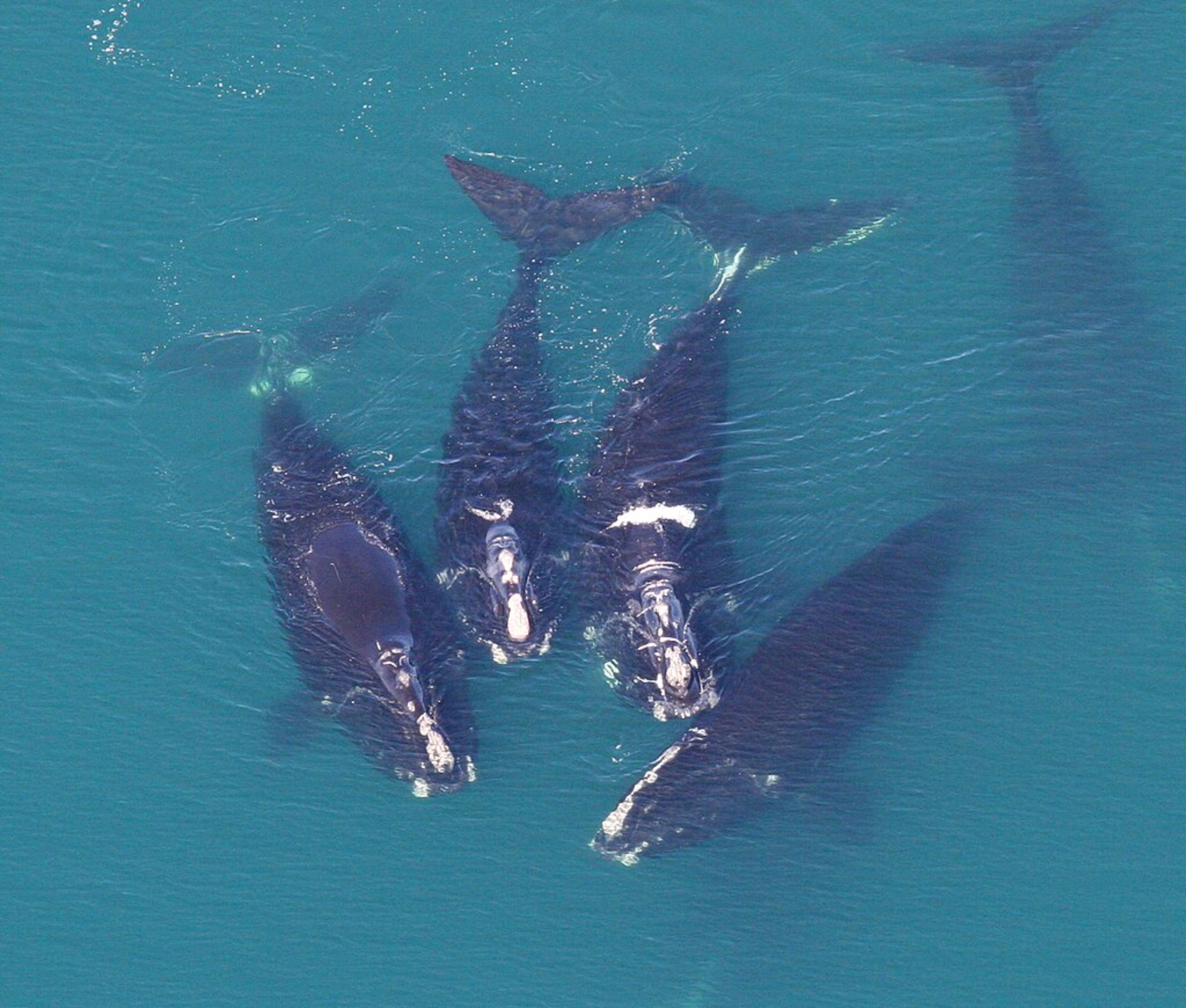 North Atlantic Right Whale