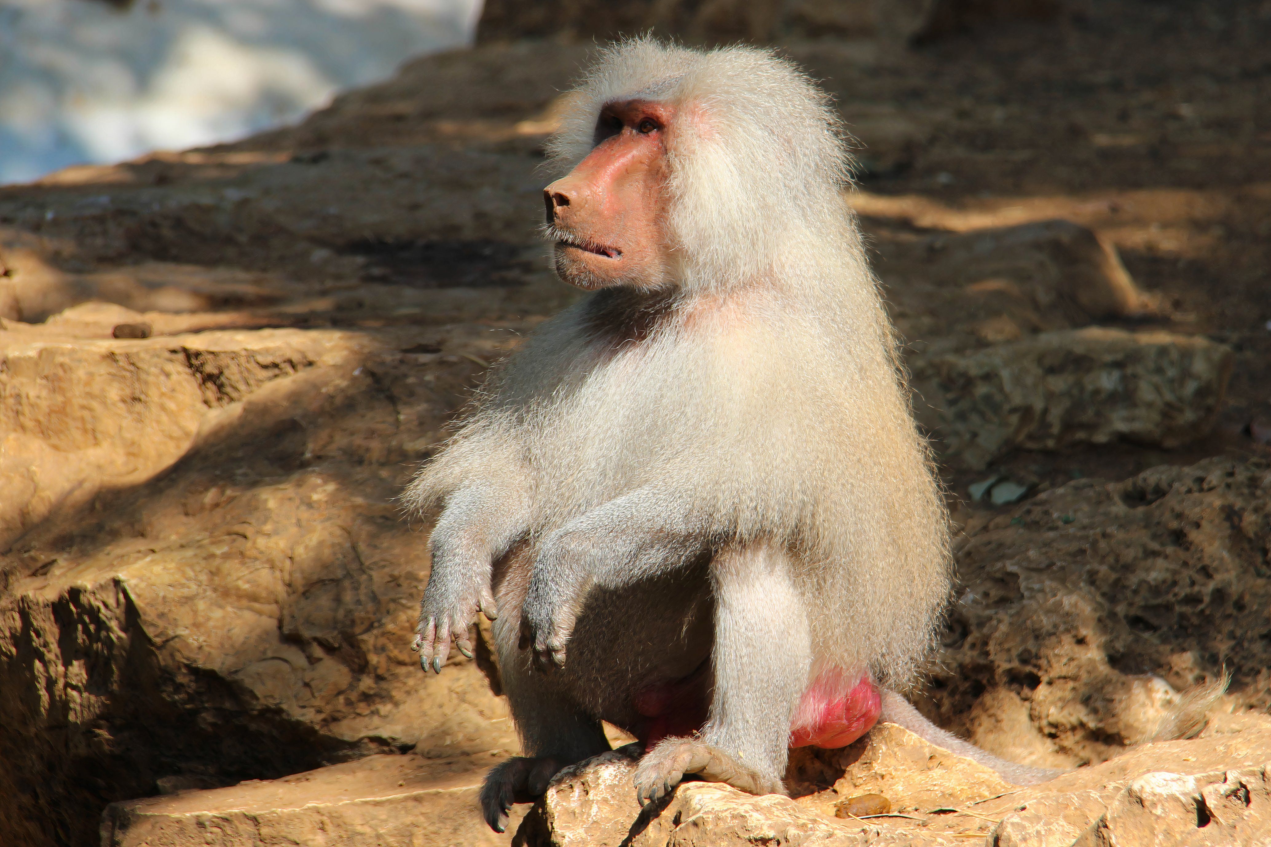 How Baboons Led To The Discovery Of A Lost Ancient Civilization