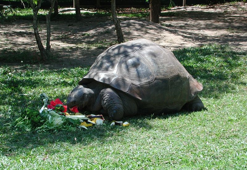 Harriet, the oldest tortoise in the world, allegedly owned by Charles Darwin, plus Steve Irwin