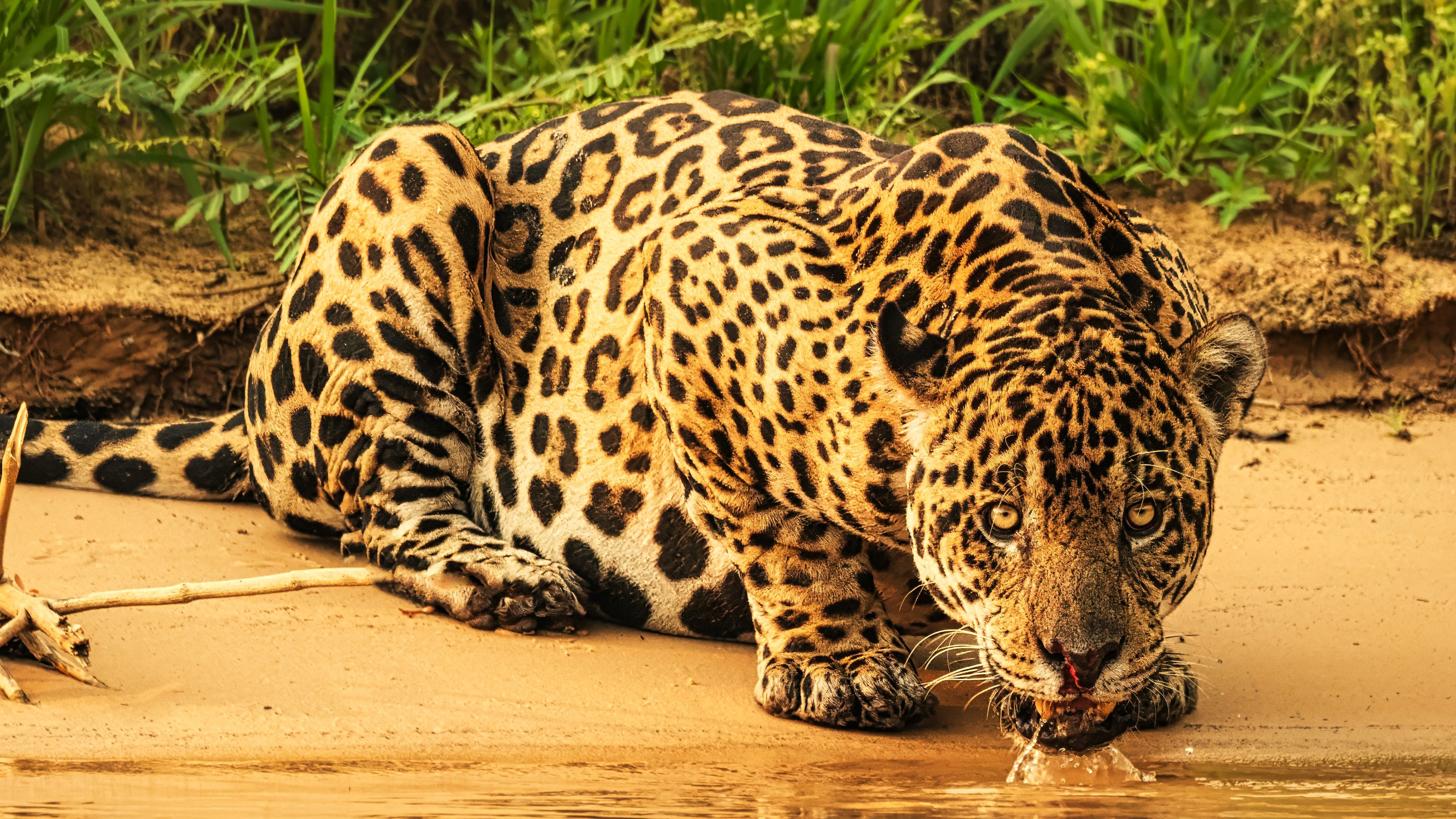 From a boat, we saw this jaguar drinking, but he remained alert.