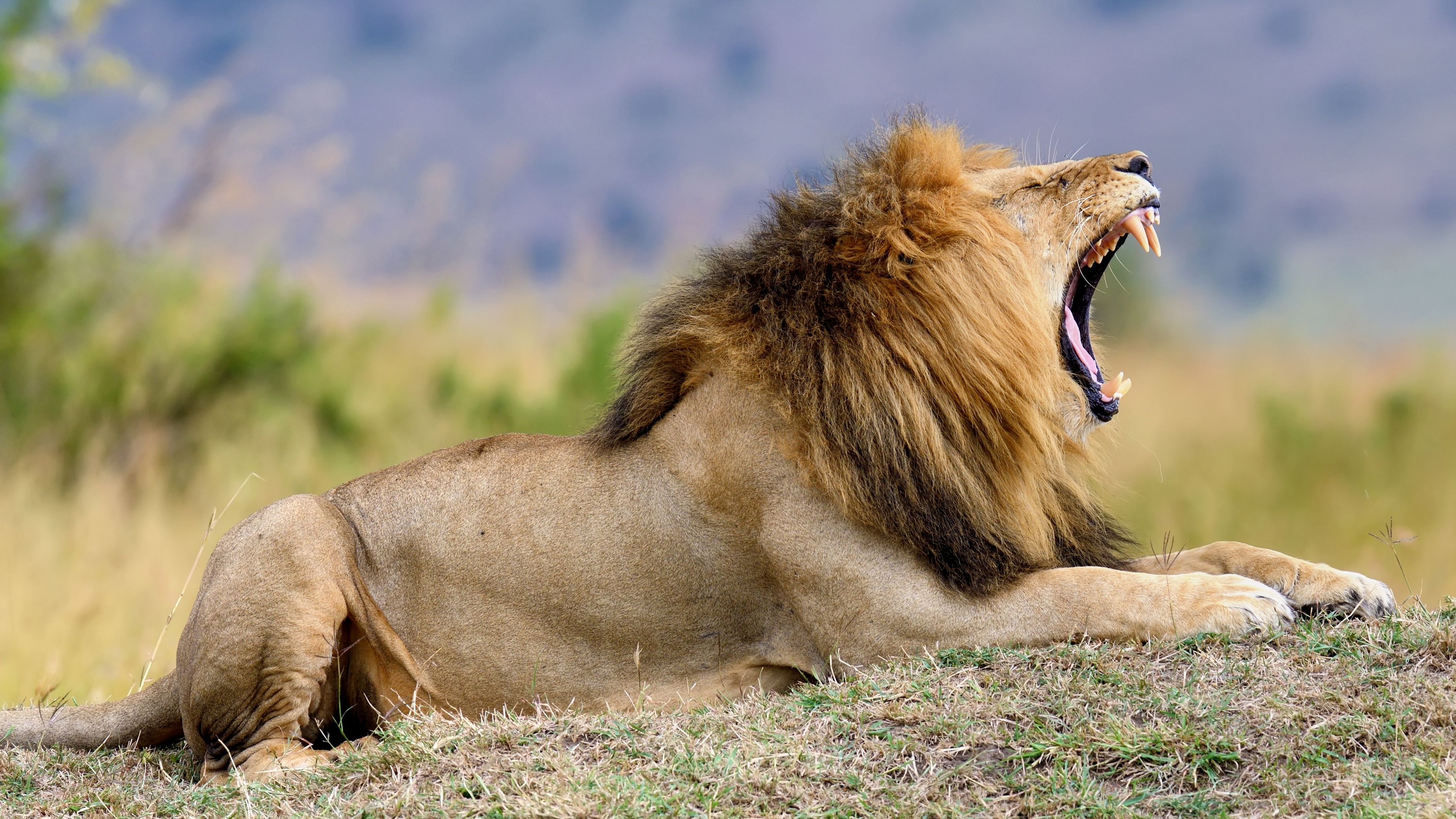 Lion with his mouth open at the playground in Zimbabwe