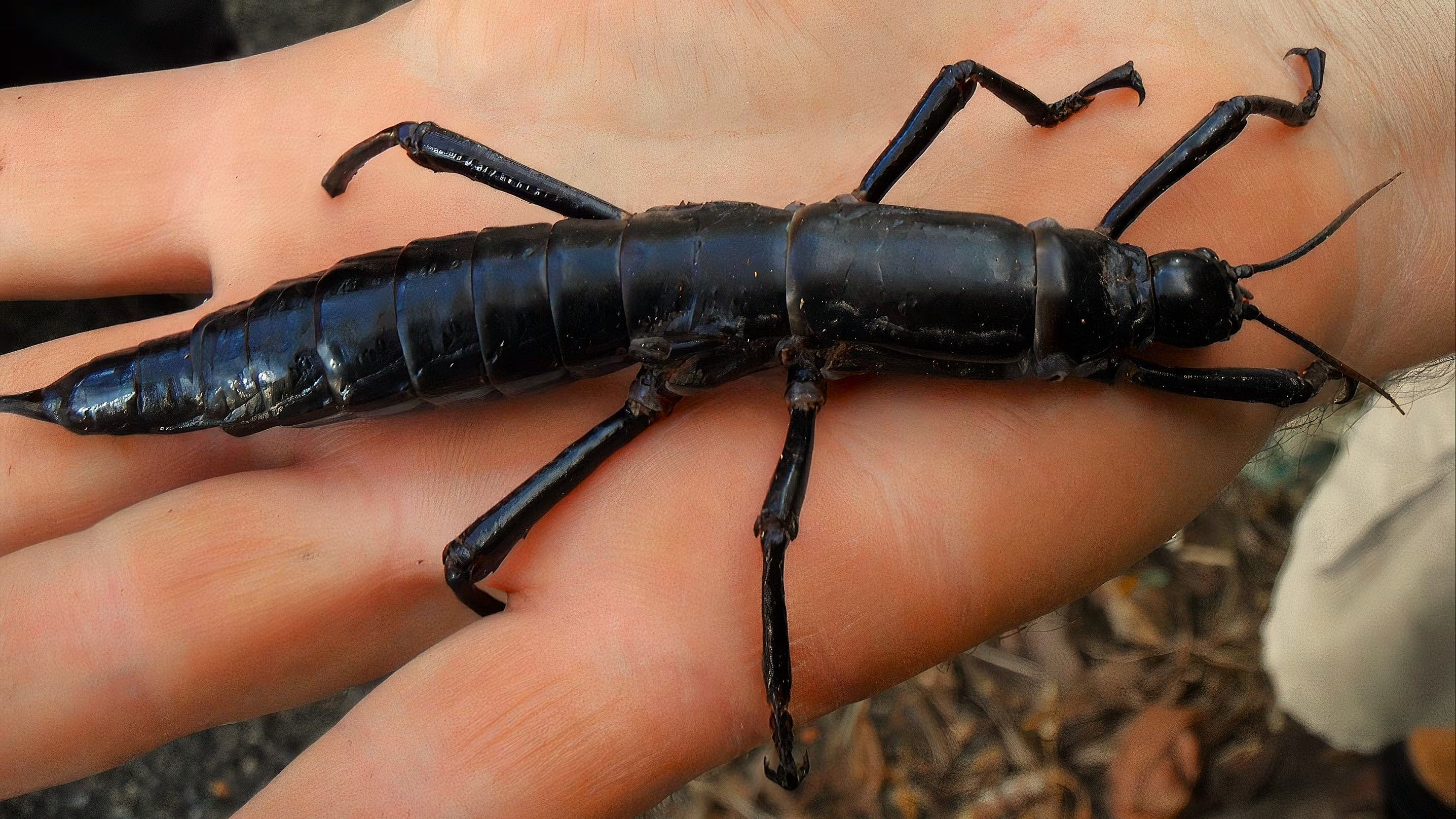 Lord Howe Island Phasmid (stick insect)