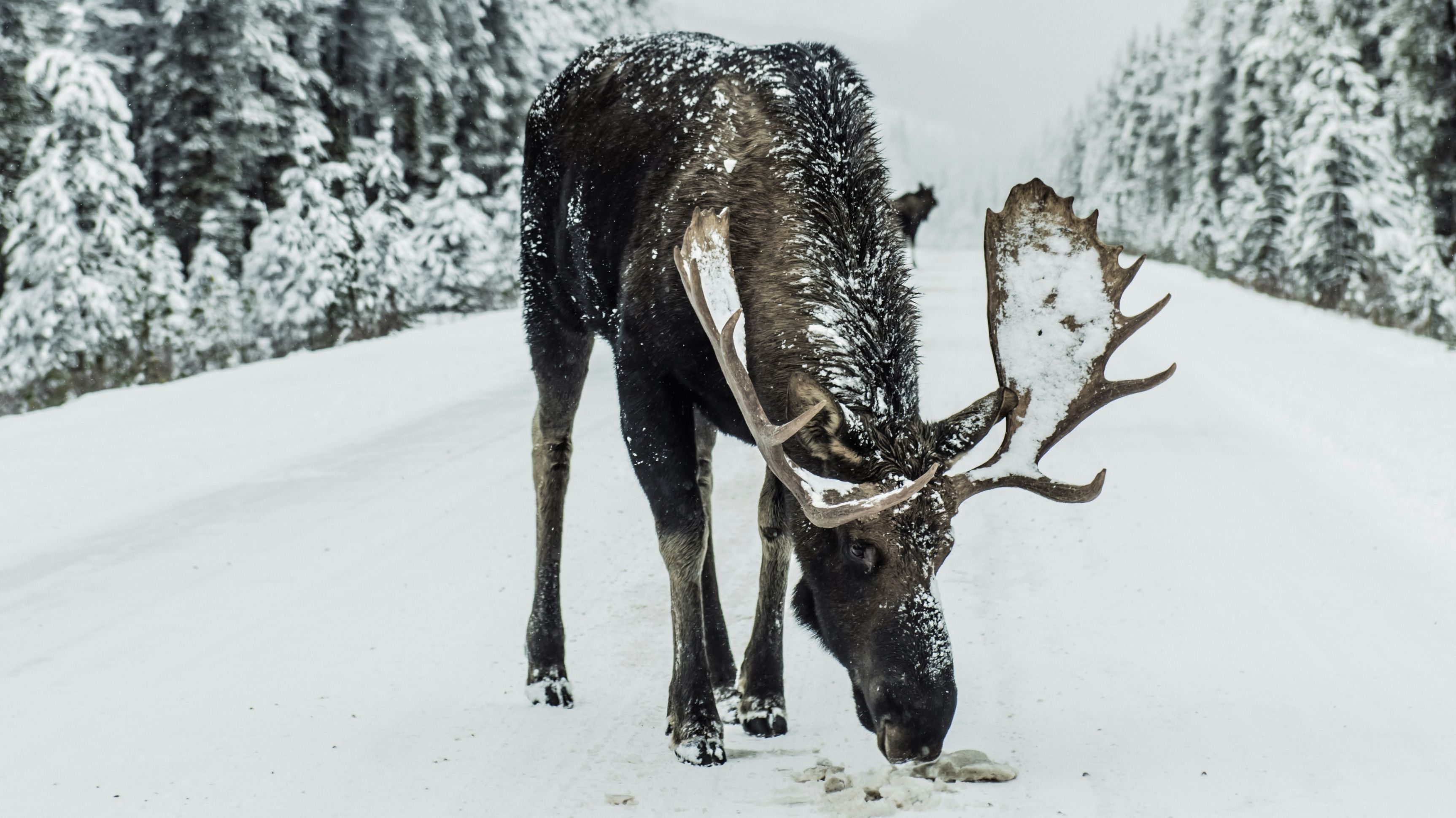 Moose Rescued From Freezing Waters After Falling Into Frozen Lake