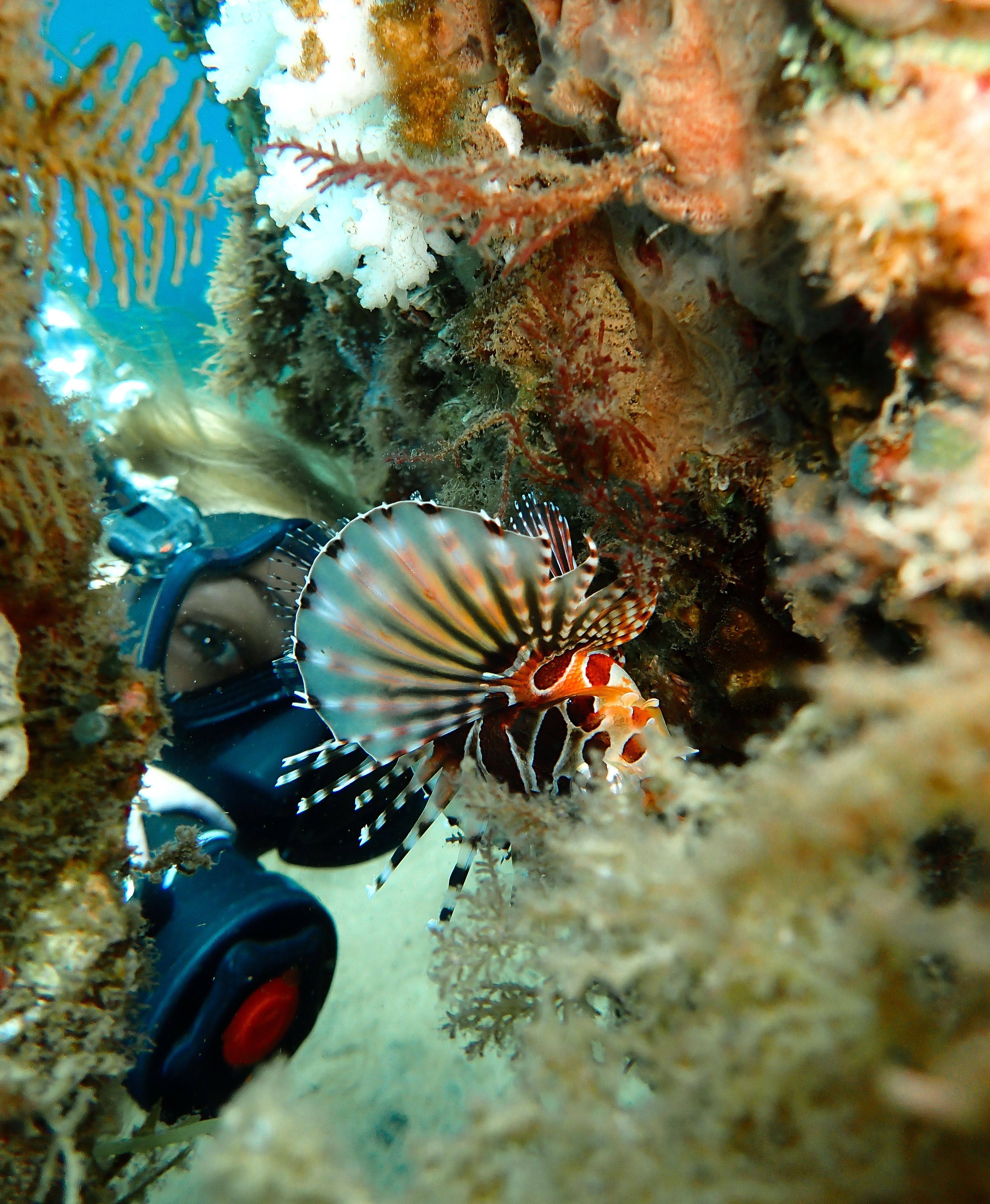 Lead Editor for The Travel, Lauren Feather, spotting a Lionfish while scuba diving